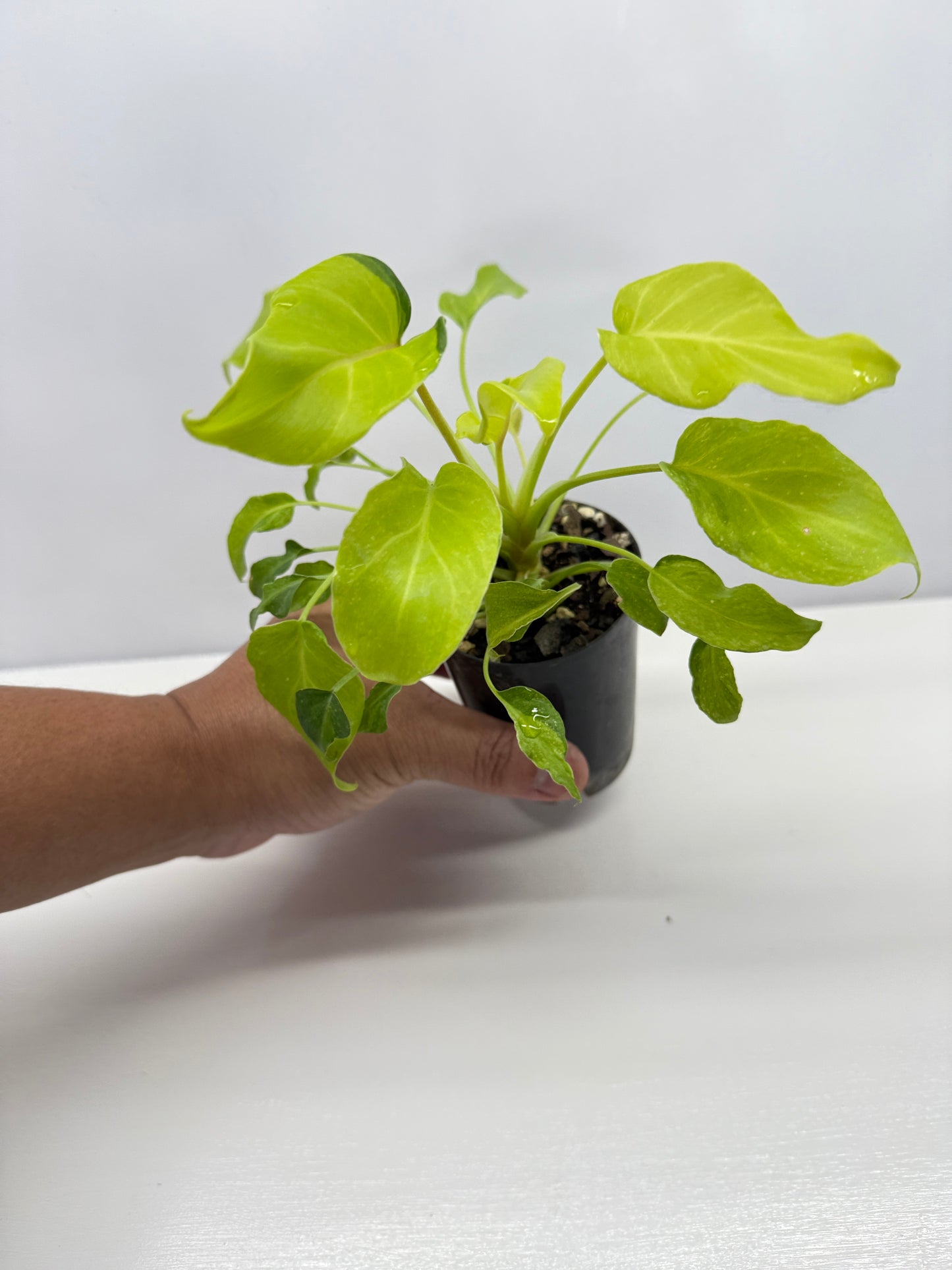 Philodendron 'Xanadu Variegata' B33