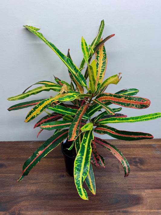 Croton Little Mia M3