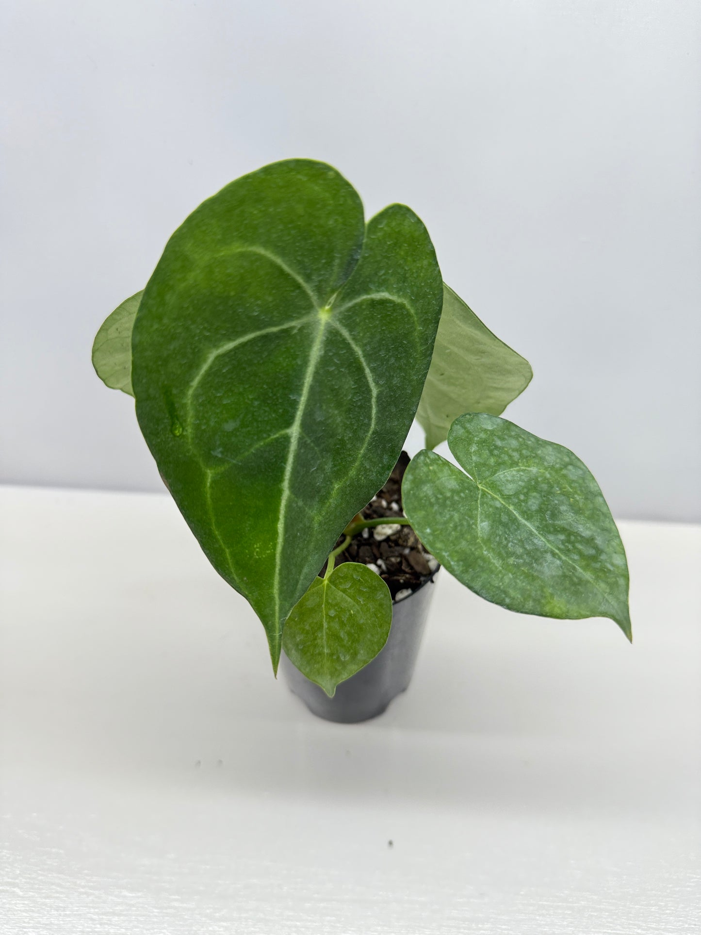 Anthurium clarinervium 'King' - Rarely Offered B34