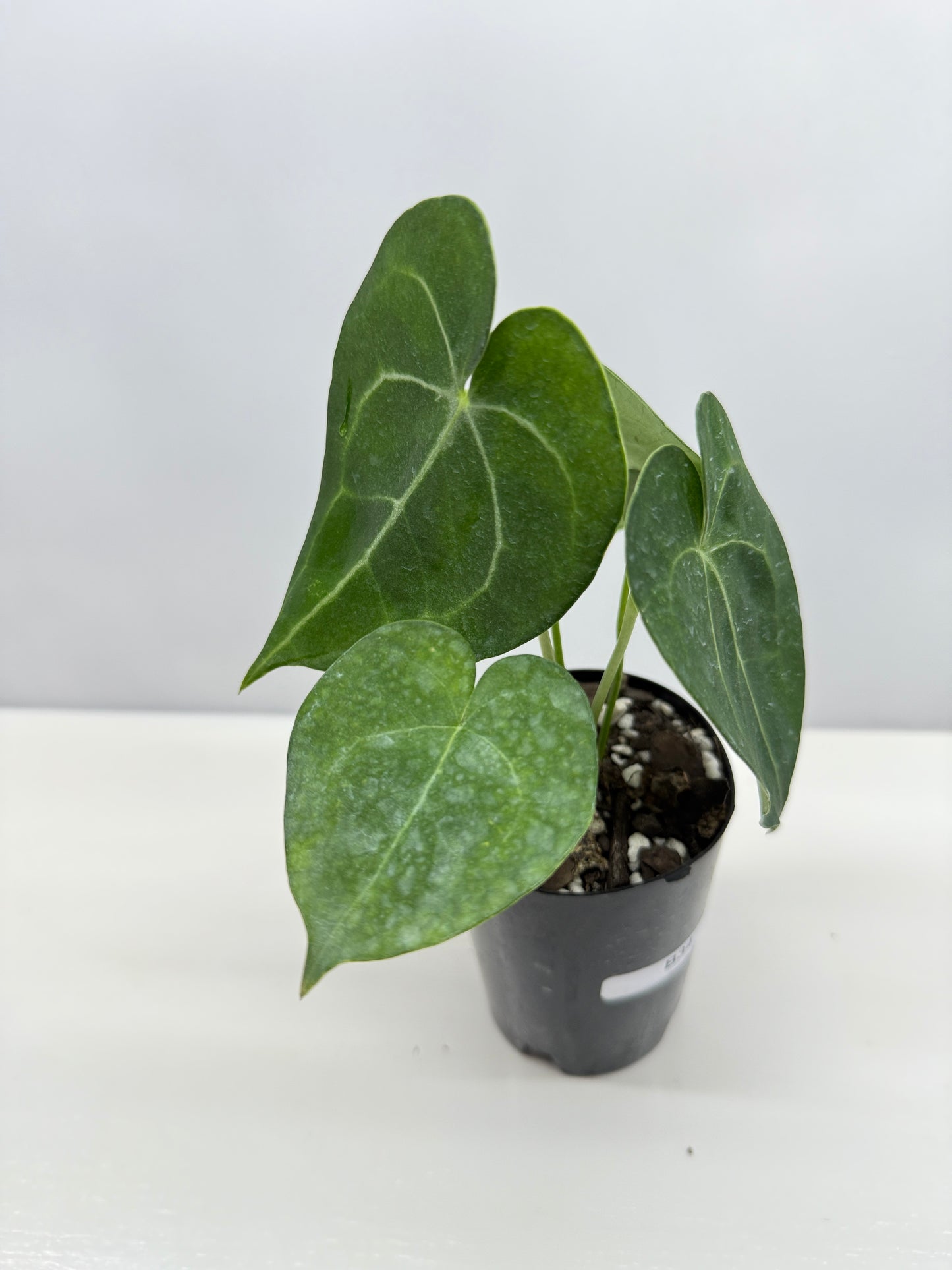 Anthurium clarinervium 'King' - Rarely Offered B34