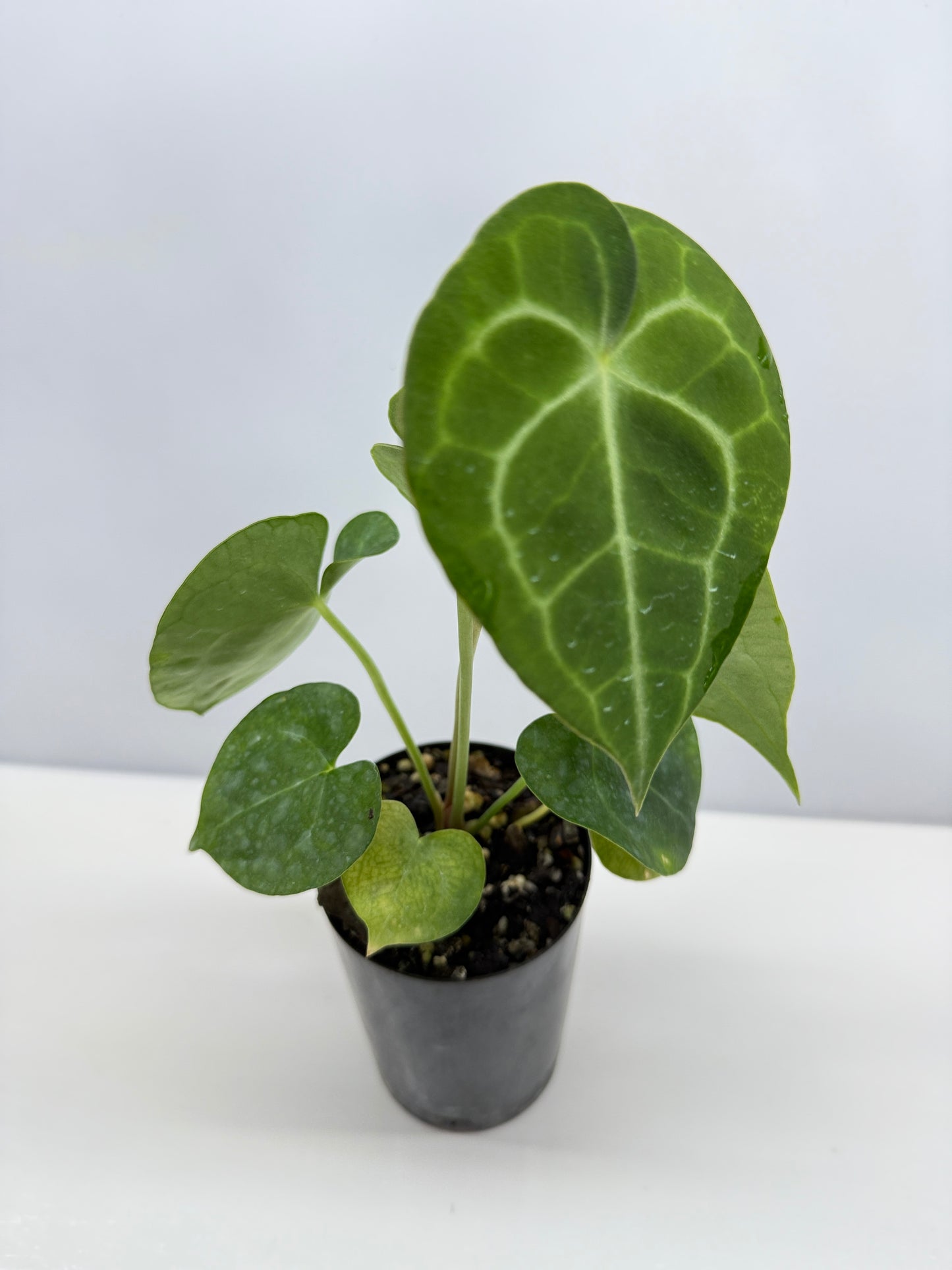 Anthurium clarinervium 'King' - Rarely Offered R58