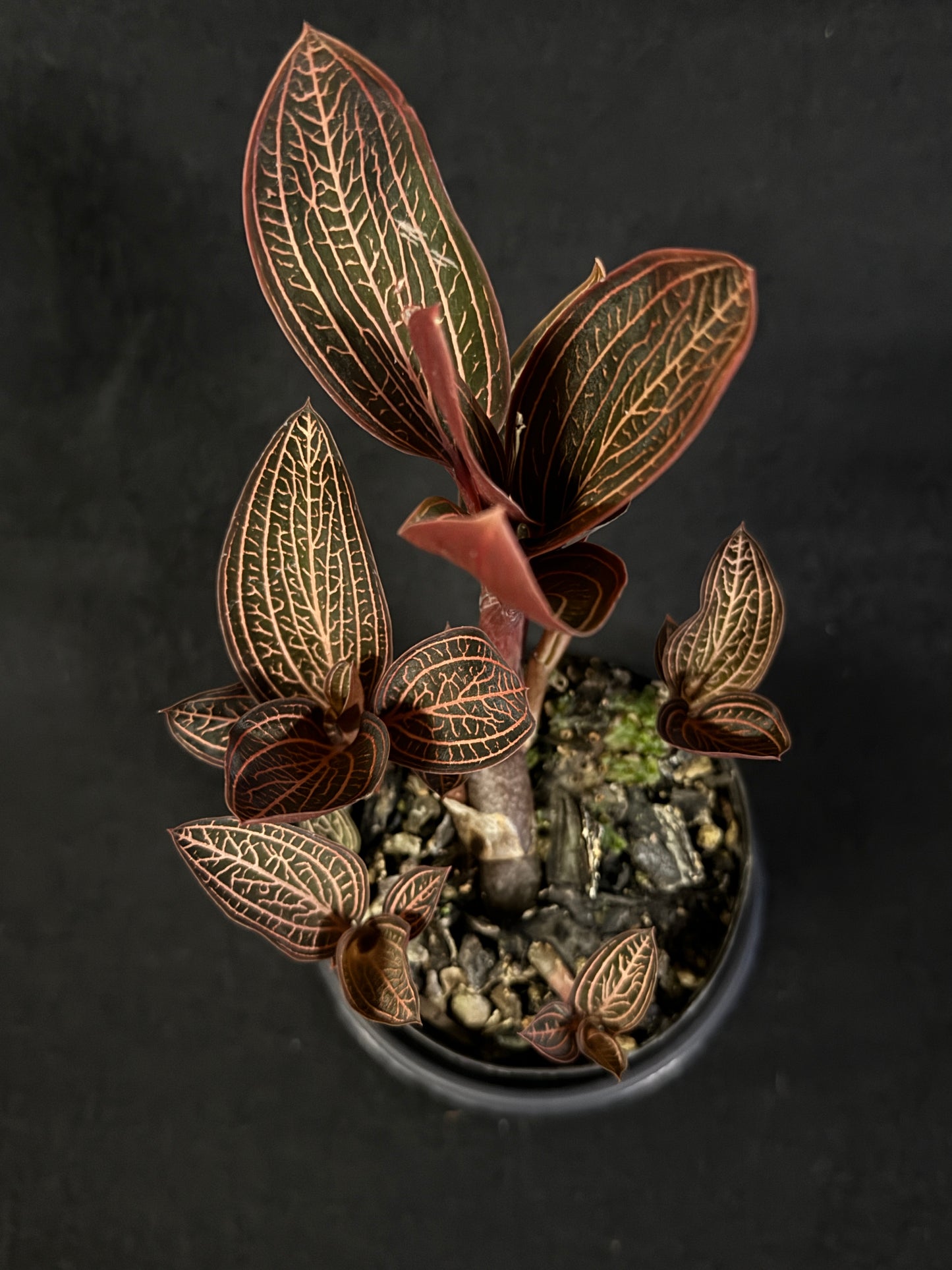 Ludisia discolor Jewel Orchid 'Spiderman' - Best Plant in Stock.