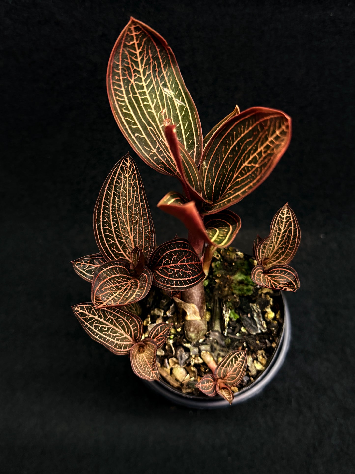 Ludisia discolor Jewel Orchid 'Spiderman' - Best Plant in Stock.