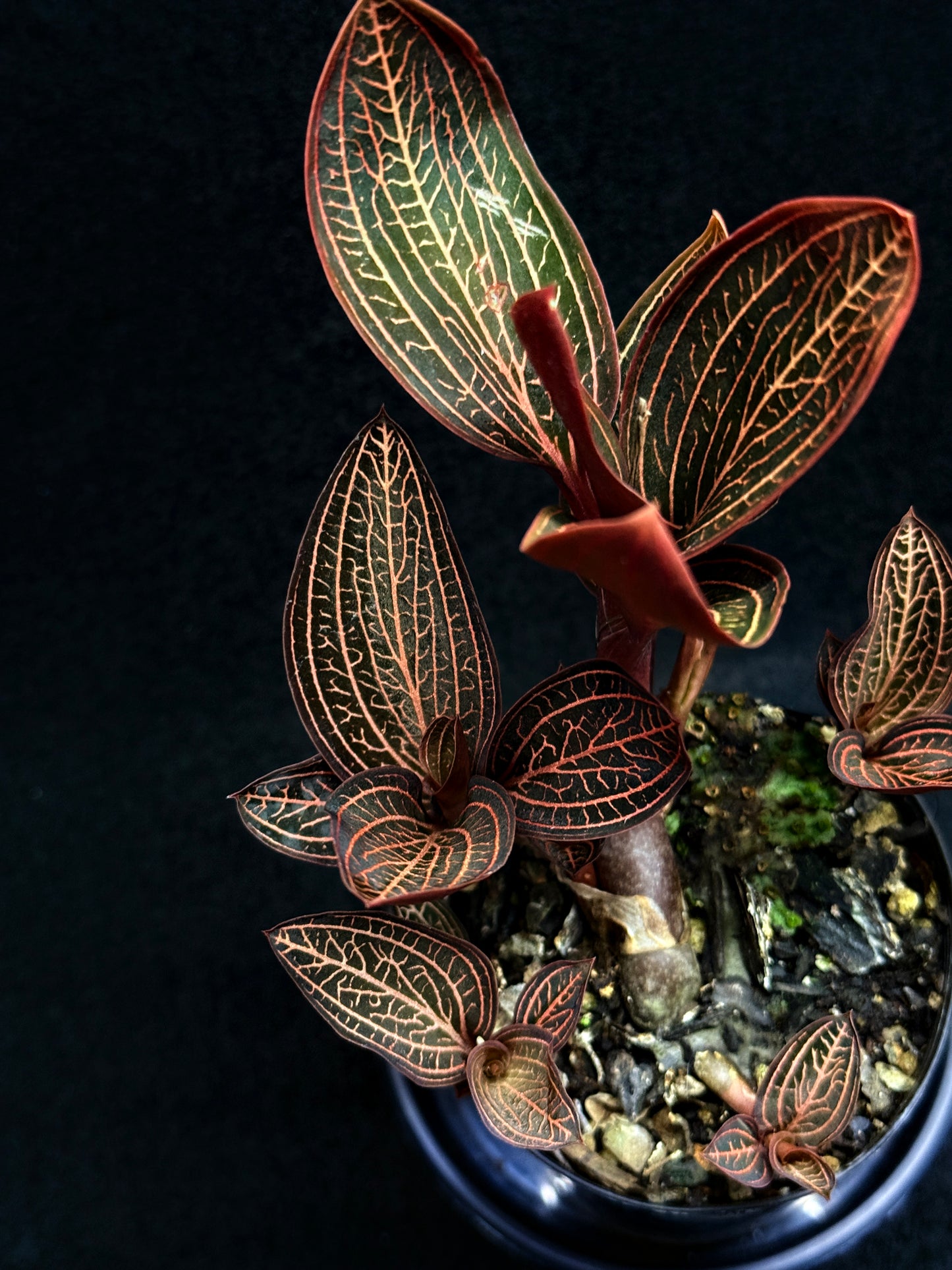 Ludisia discolor Jewel Orchid 'Spiderman' - Best Plant in Stock.