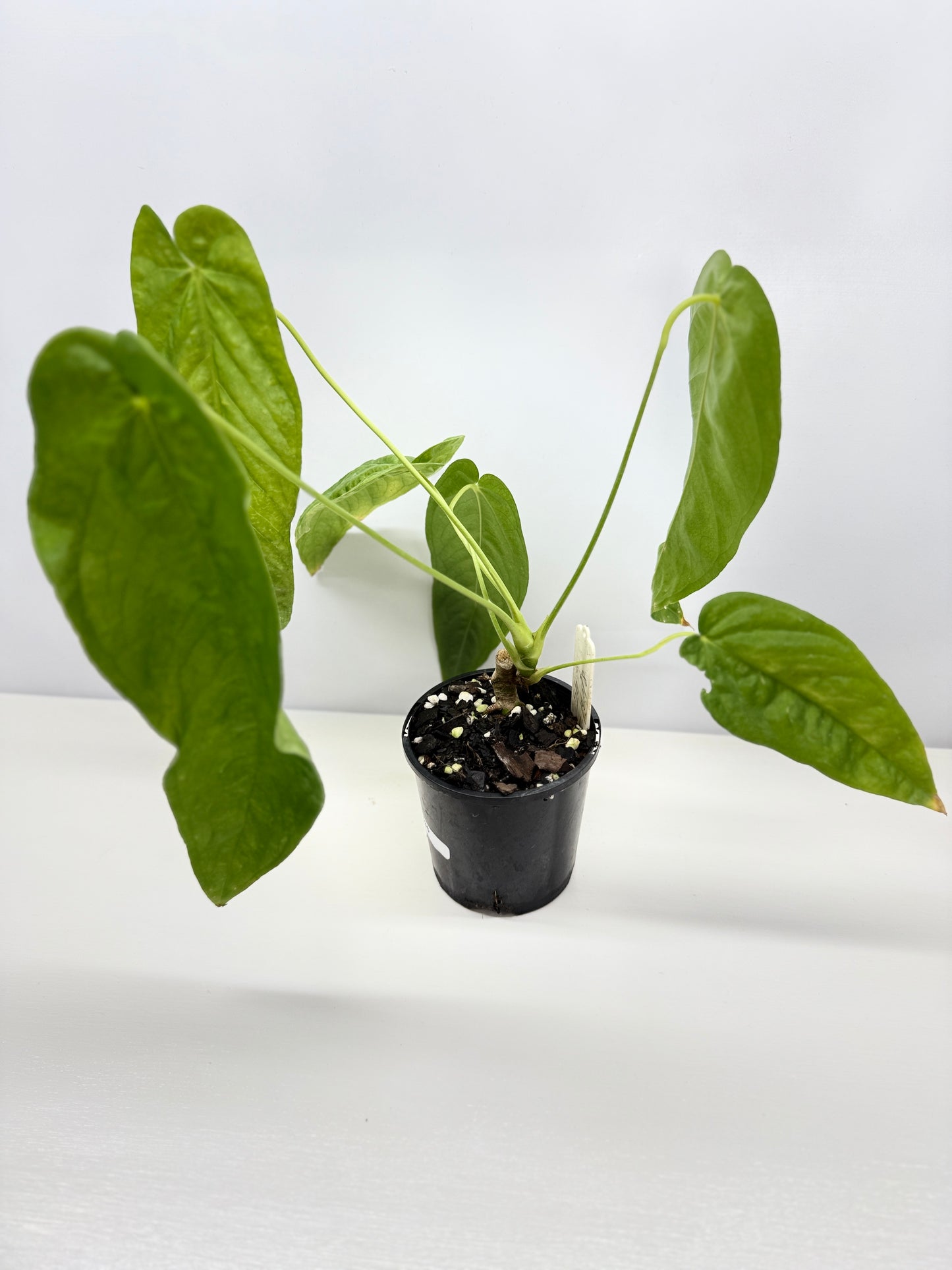 Anthurium dolichostachyum - Juvenile Form B35