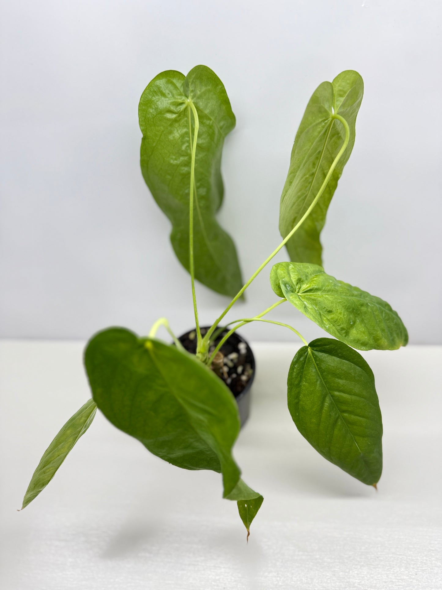 Anthurium dolichostachyum - Juvenile Form B35