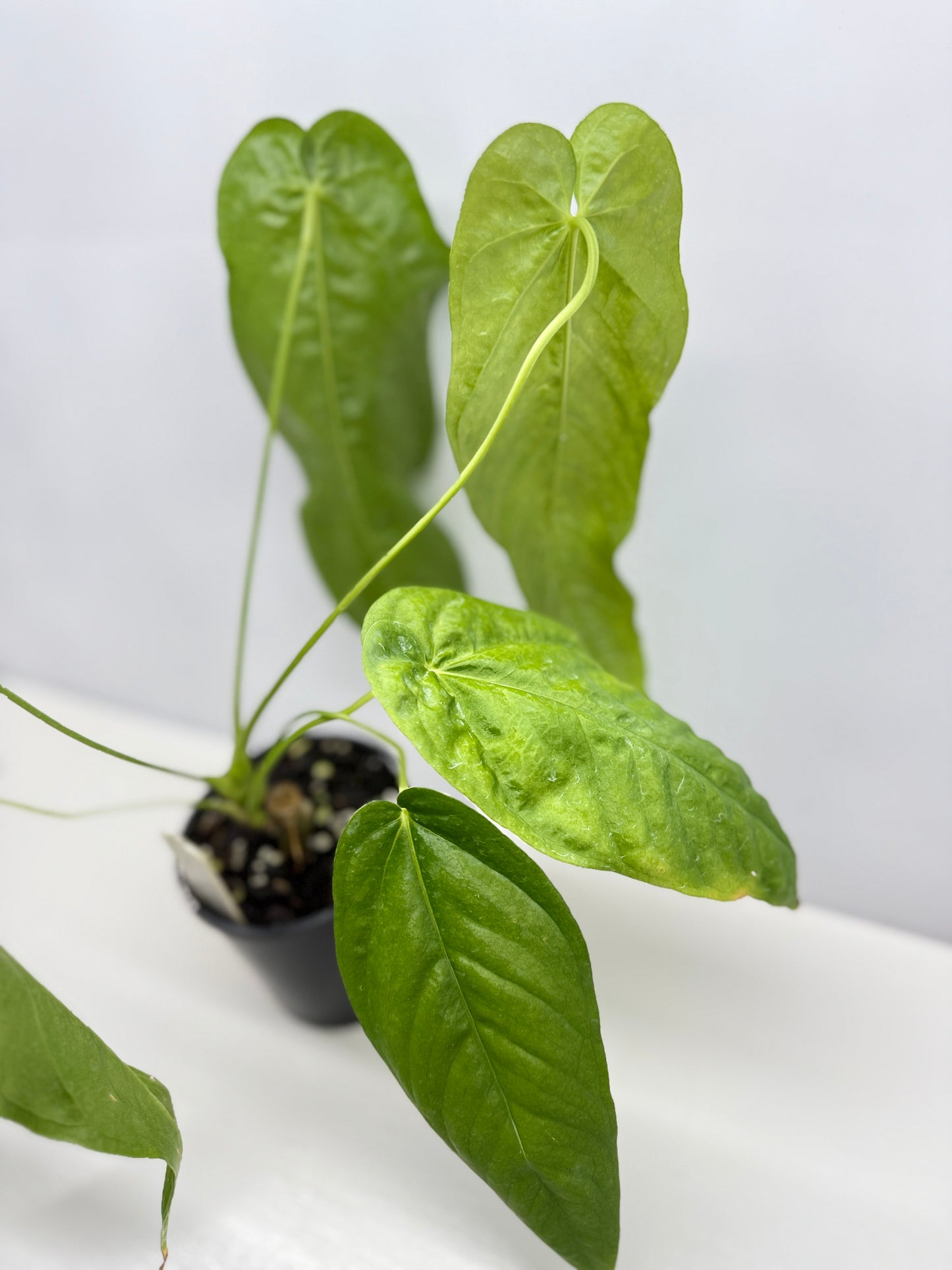 Anthurium dolichostachyum - Juvenile Form B35