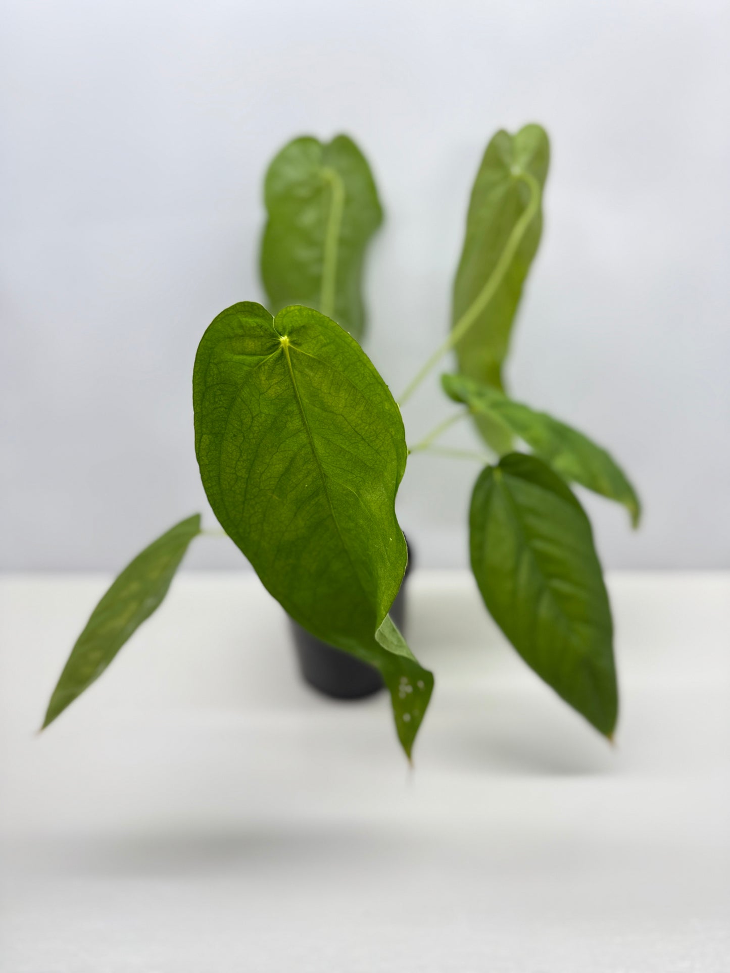 Anthurium dolichostachyum - Juvenile Form B35