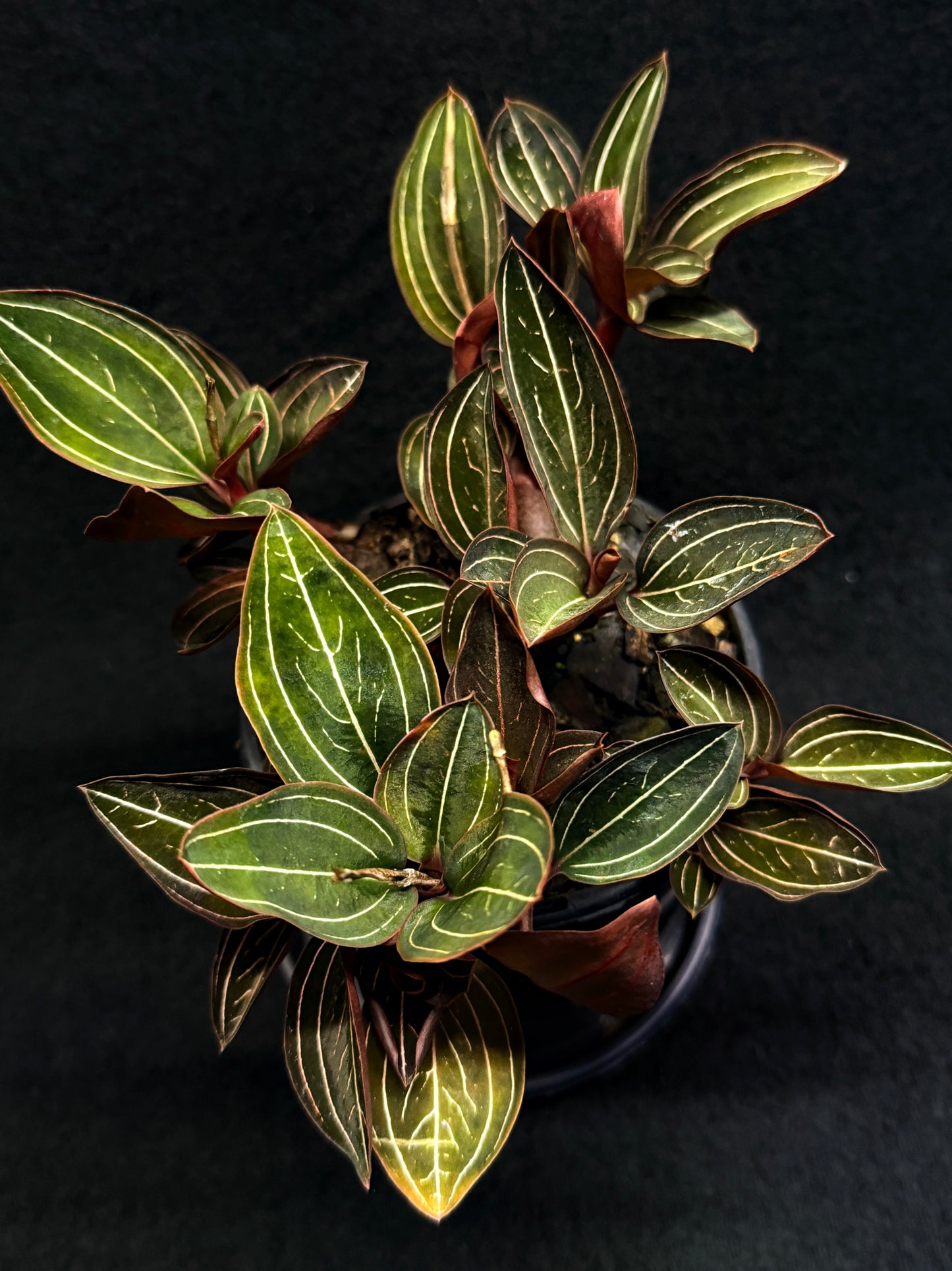 Ludisia discolor Jewel Orchid 'Black Jewel' - Best Plant in Stock.