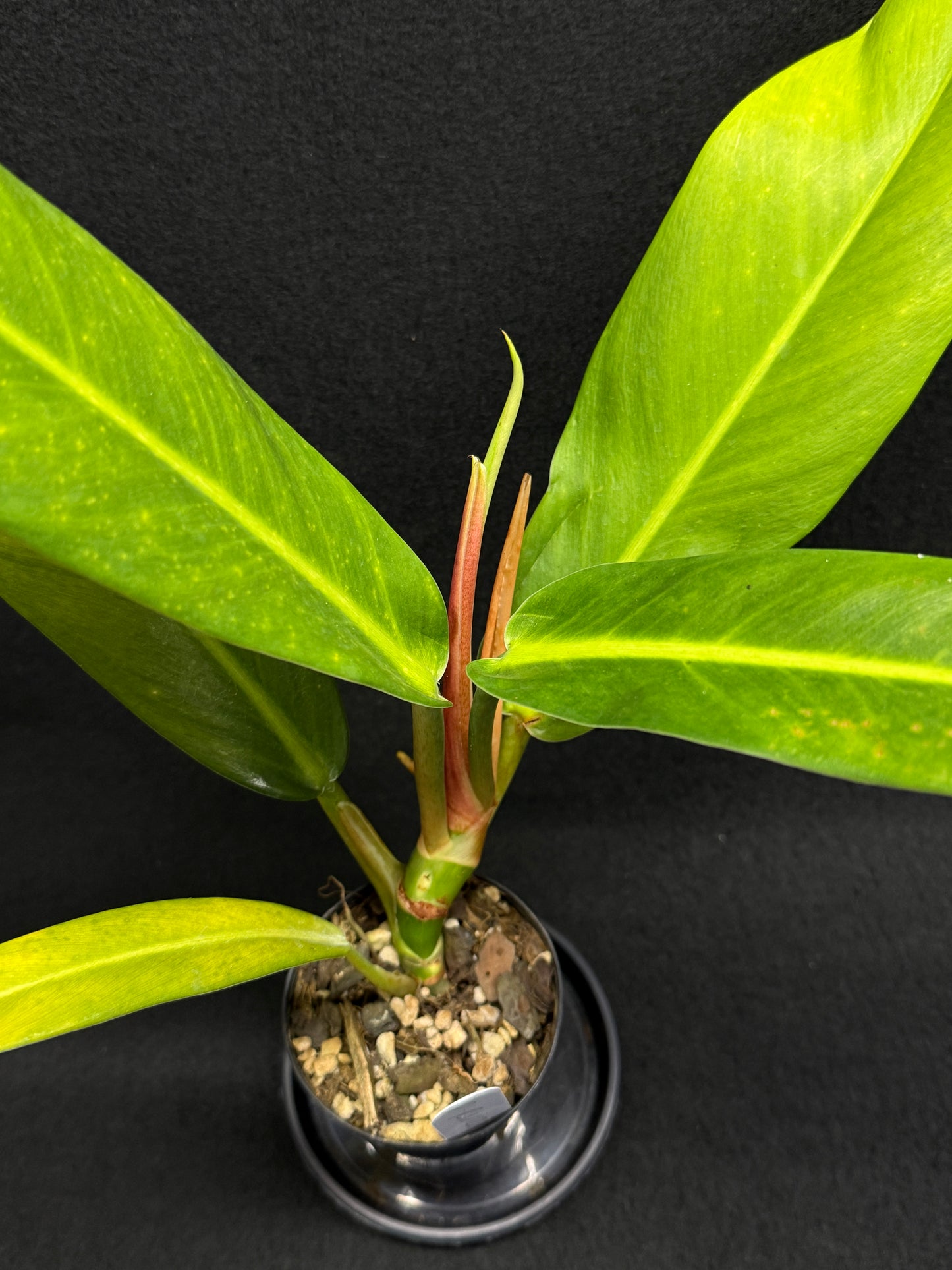 Philodendron 'Ruizii' A66