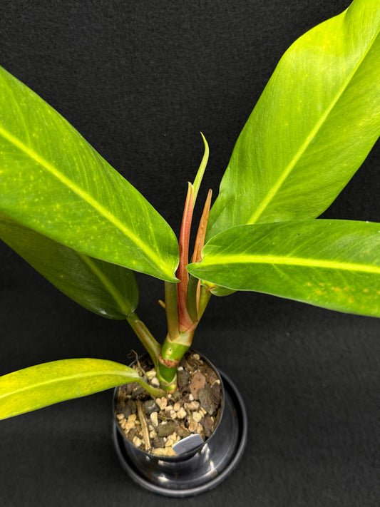 Philodendron 'Ruizii' A66