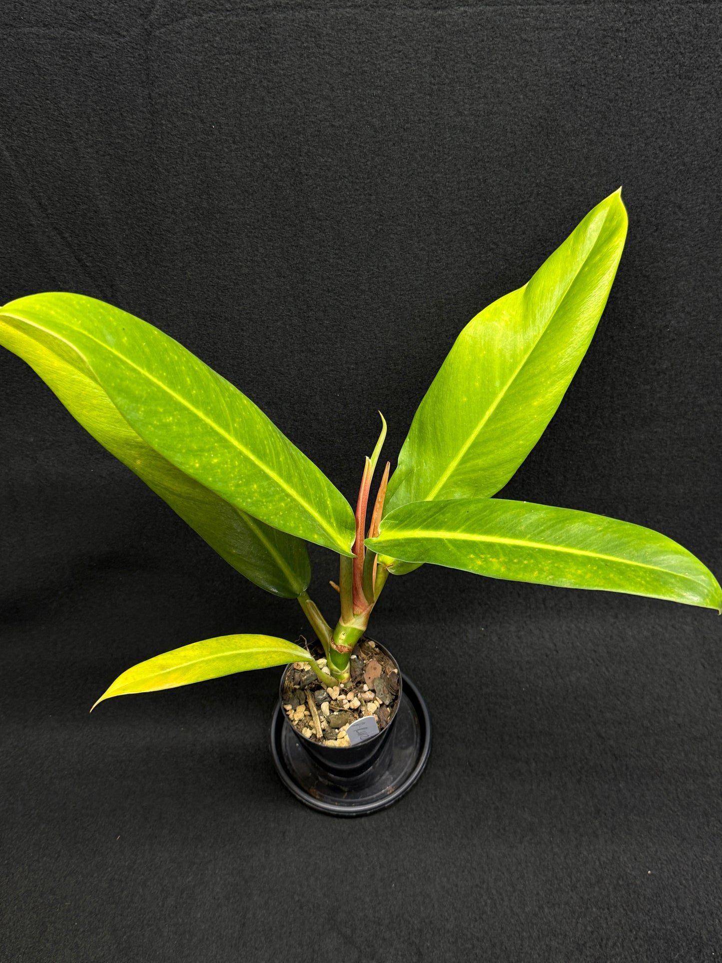 Philodendron 'Ruizii' A66