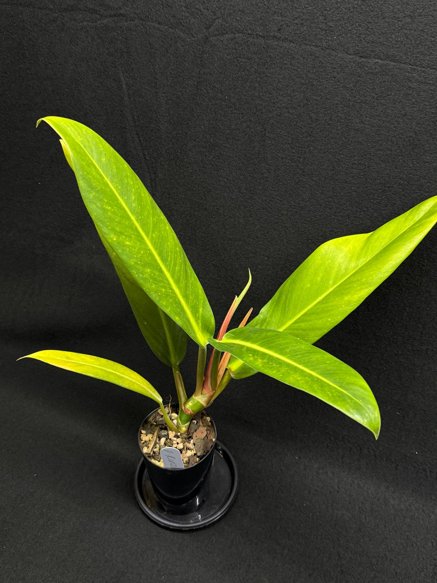Philodendron 'Ruizii' A66