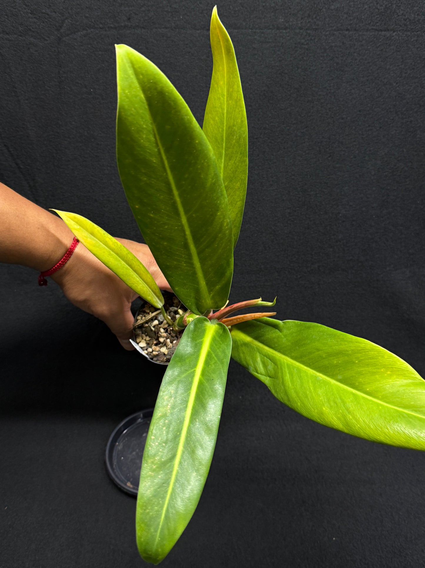 Philodendron 'Ruizii' A66