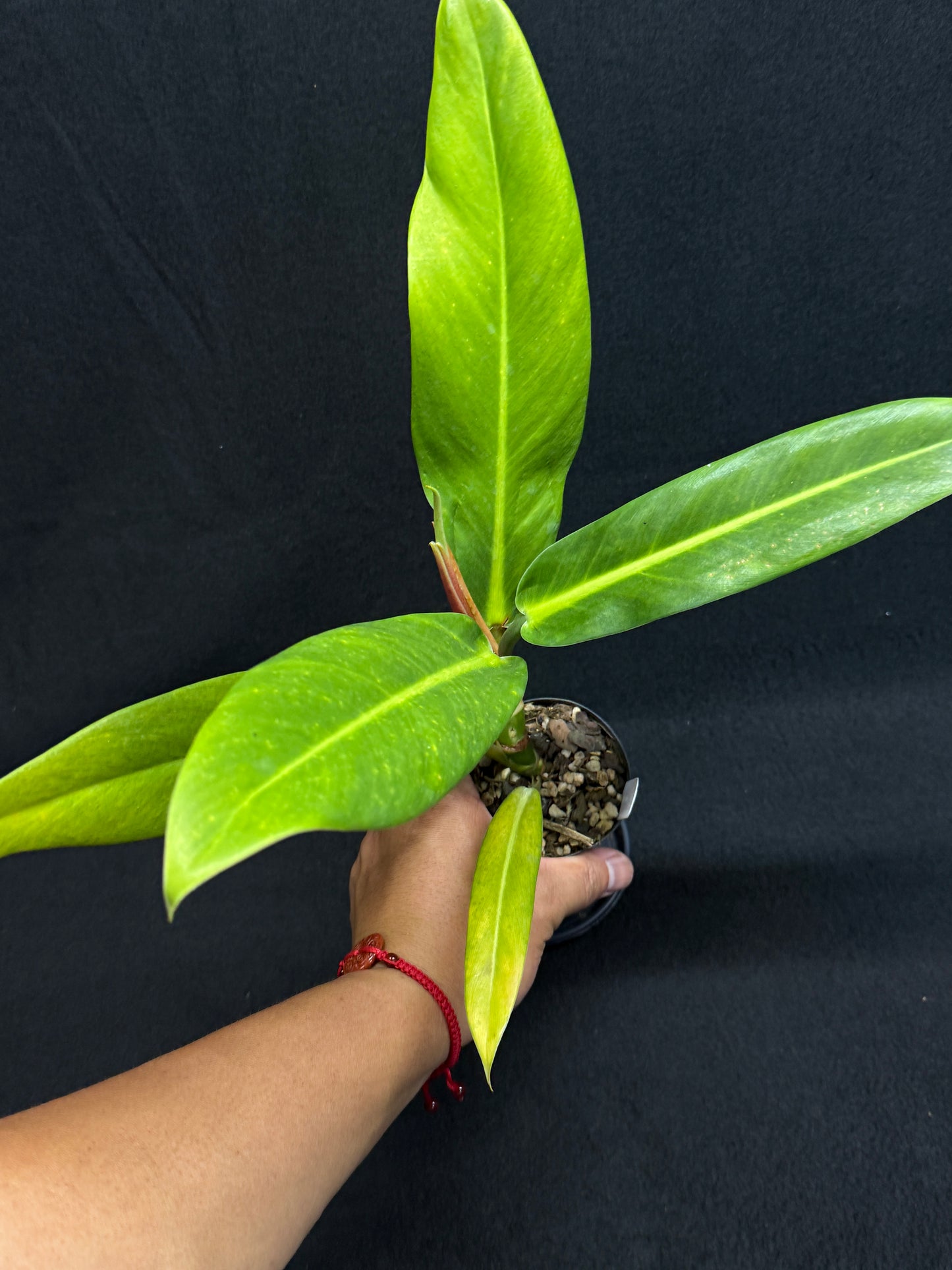 Philodendron 'Ruizii' A66