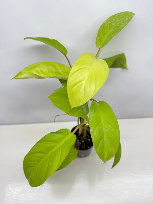 Philodendron 'Lemon Lime' B36