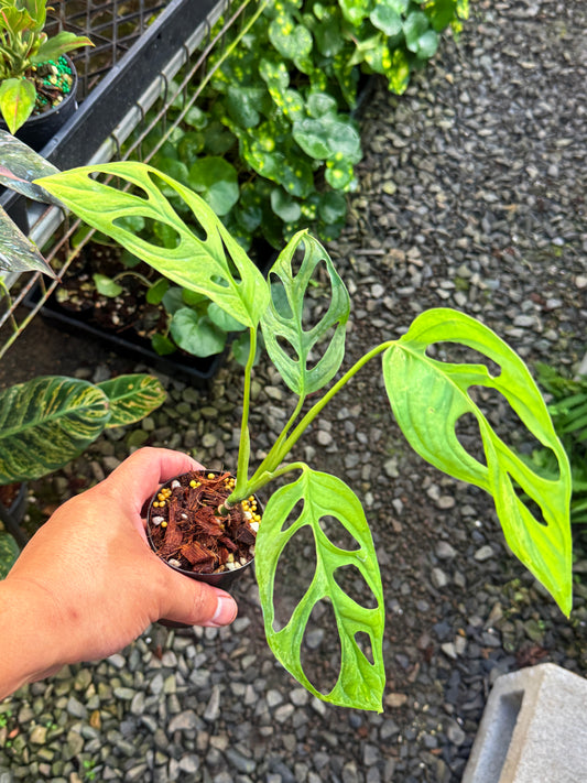 Monstera adansonii 'Indo Form' Variegata N11