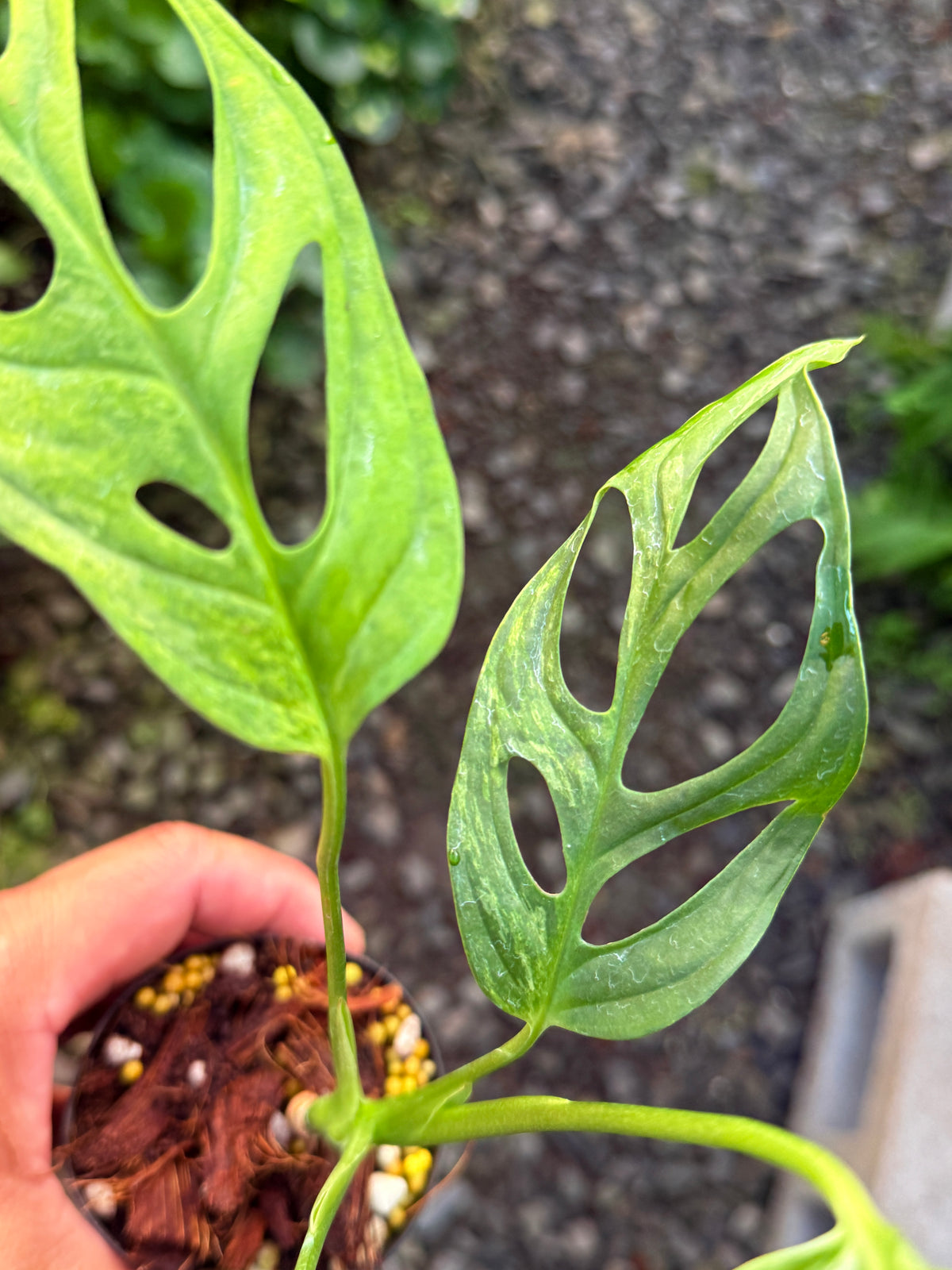 Monstera adansonii 'Indo Form' Variegata N11