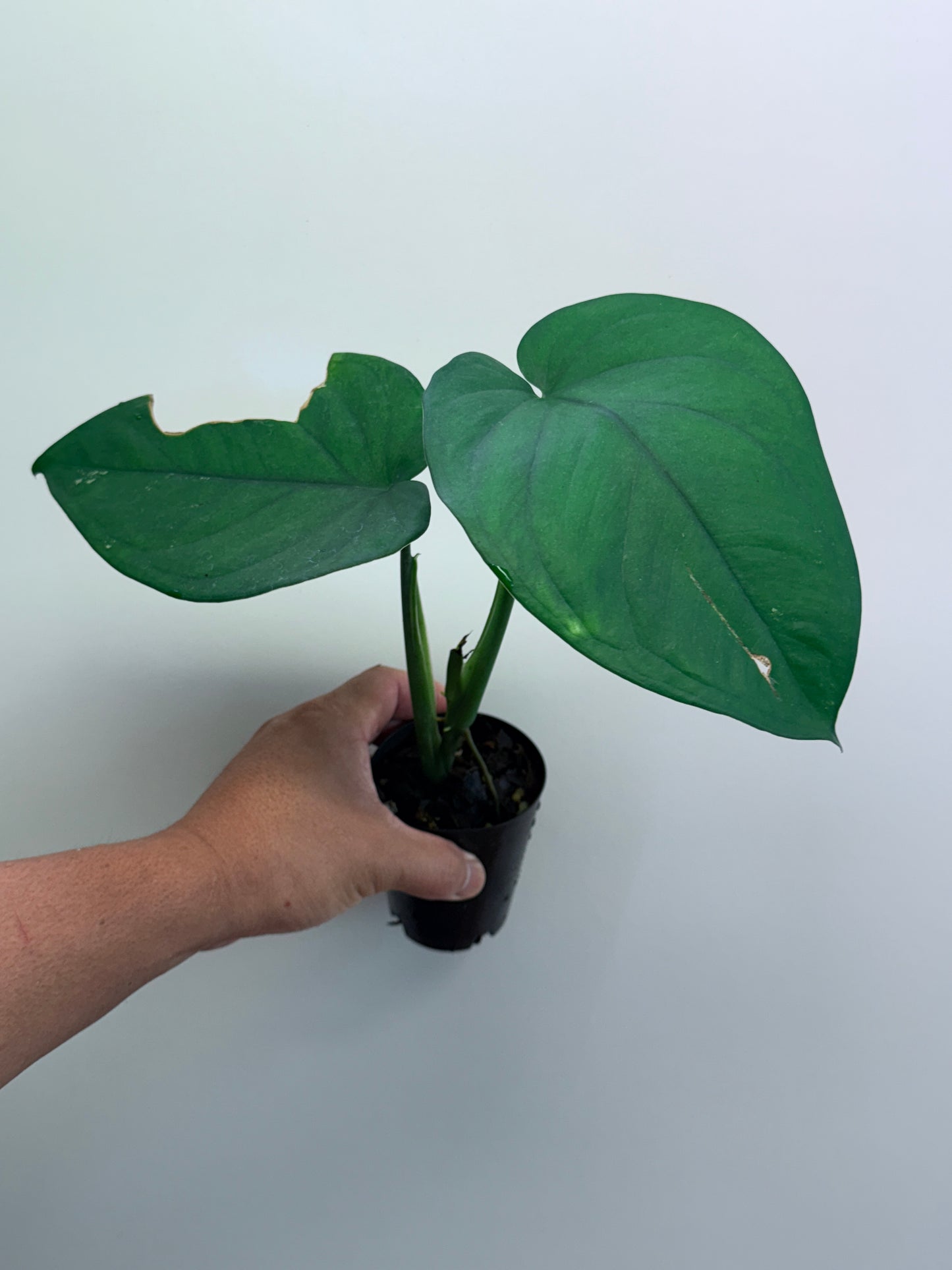 Syngonium Chiapense M11