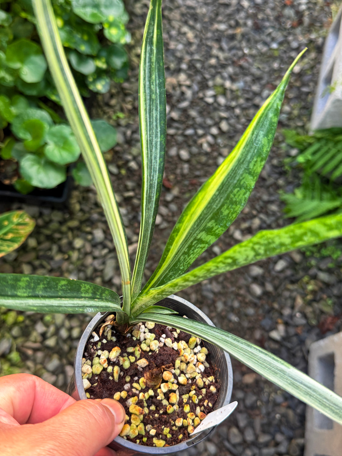 Sansevieria 'Bantel's Sensation' K52