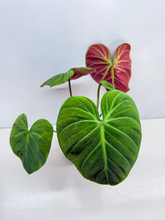Philodendron 'El Choco Red' - Large B38