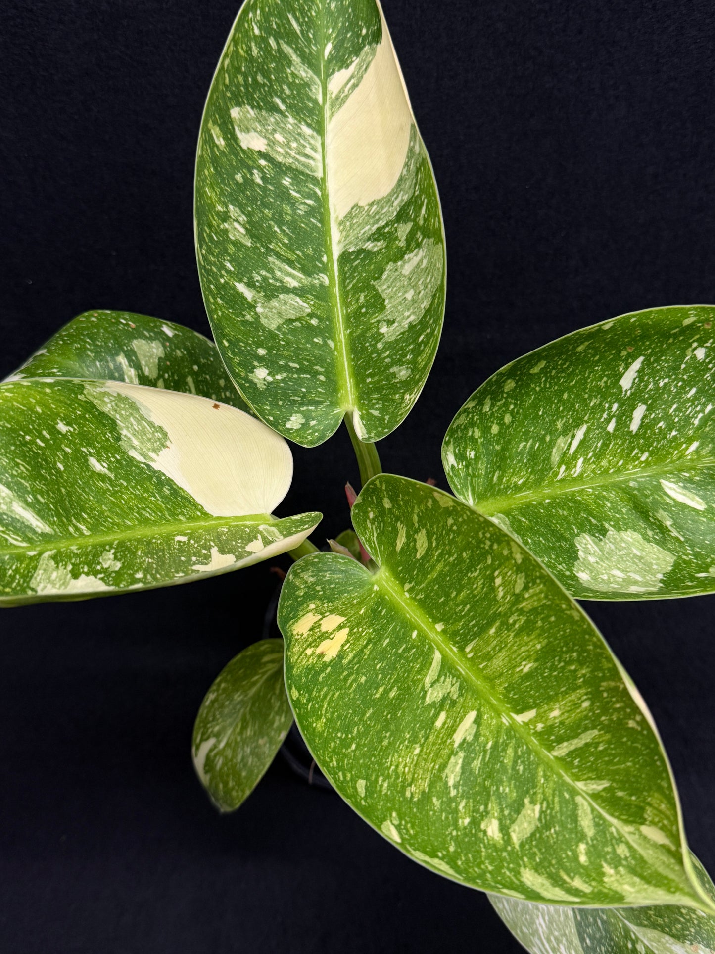 Philodendron Green Congo Nuclear (Large) D65