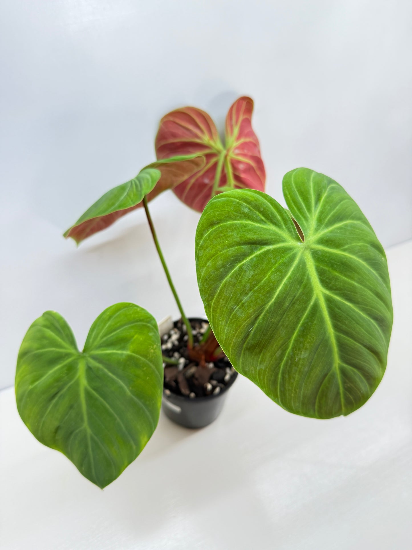 Philodendron 'El Choco Red' - Large B38