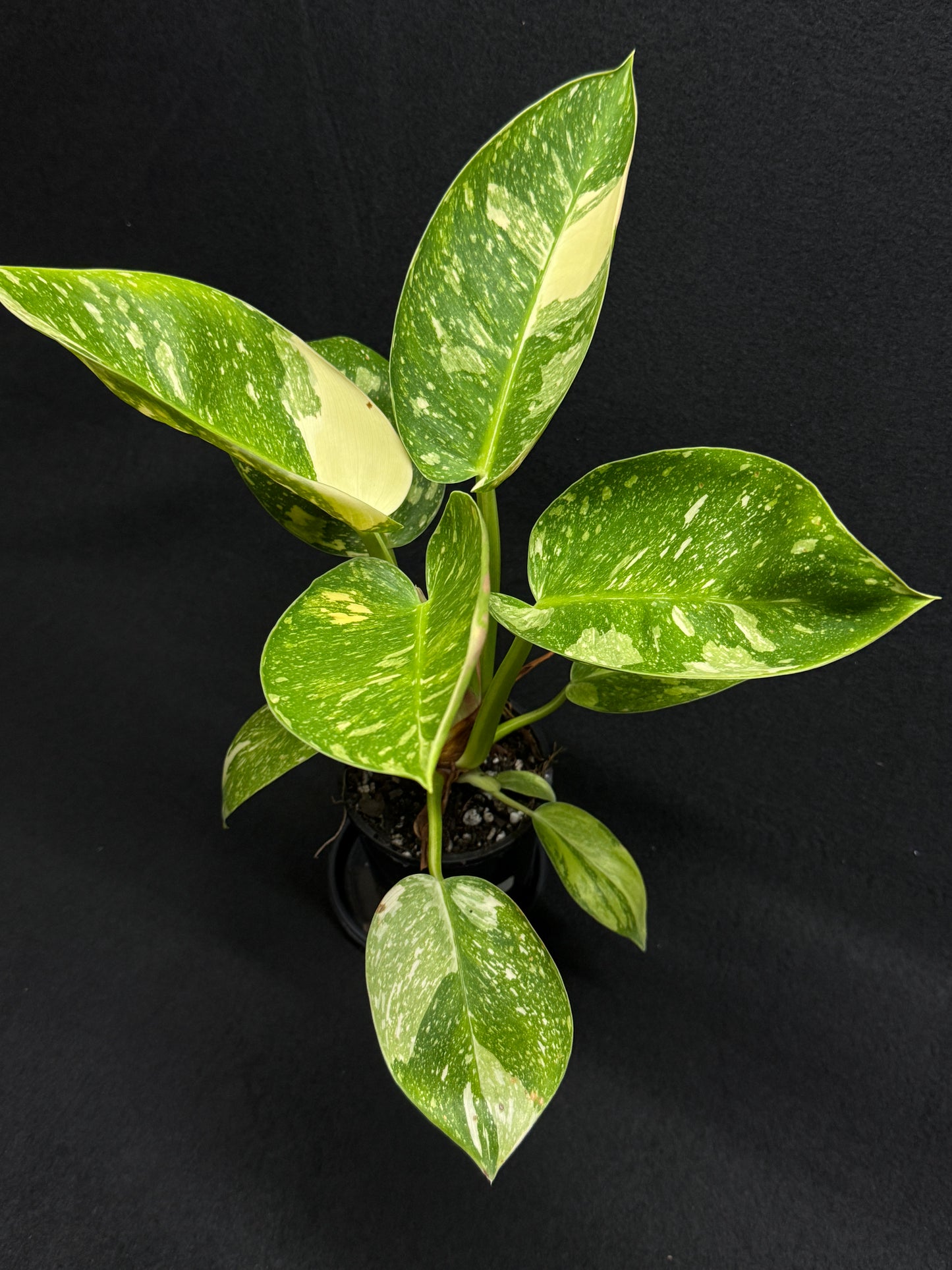 Philodendron Green Congo Nuclear (Large) D65