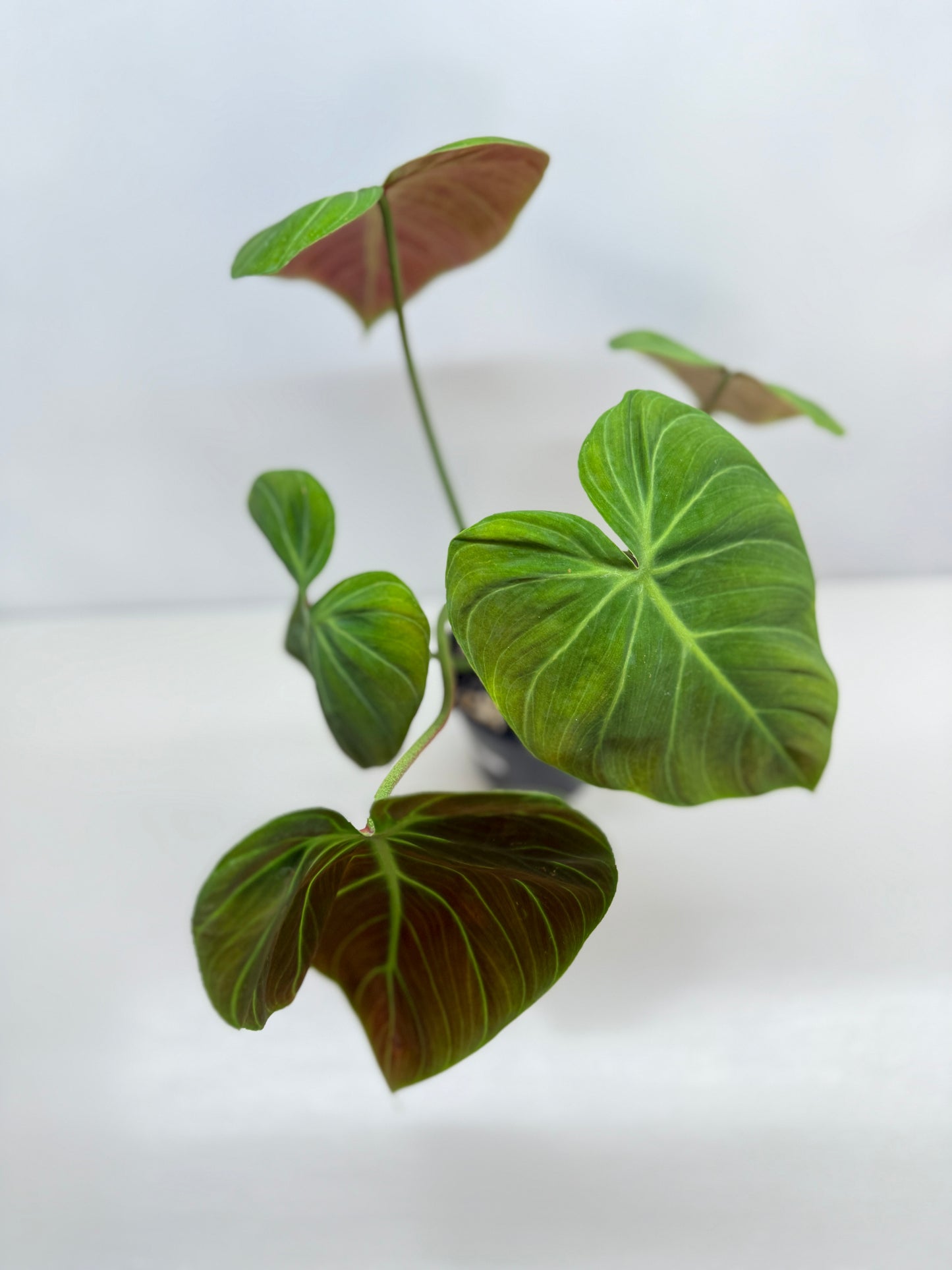 Philodendron 'El Choco Red' - Large B38