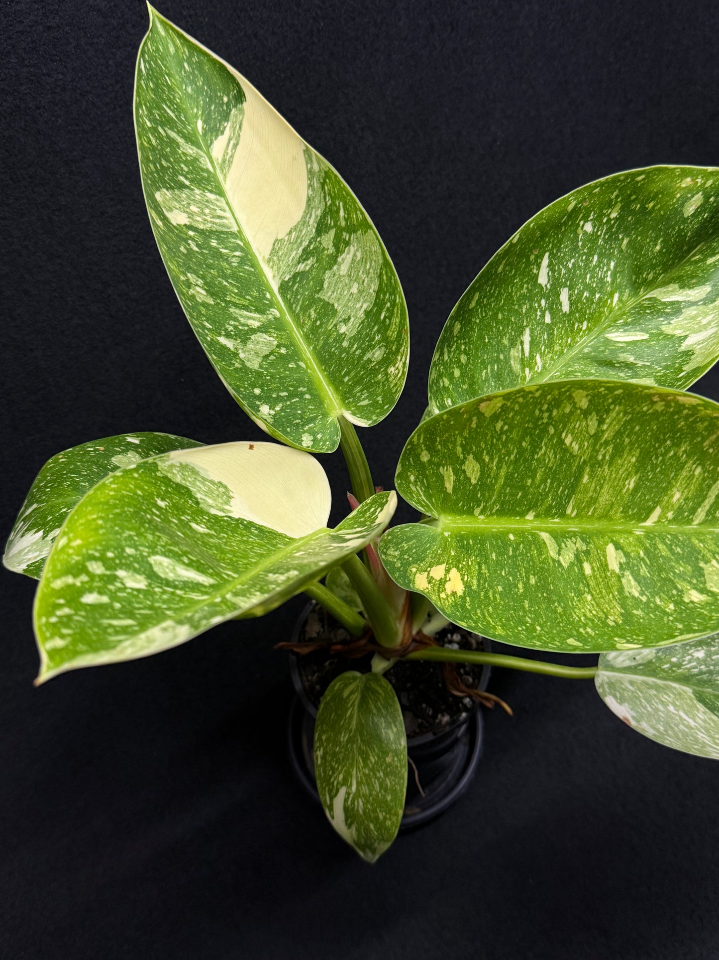Philodendron Green Congo Nuclear (Large) D65