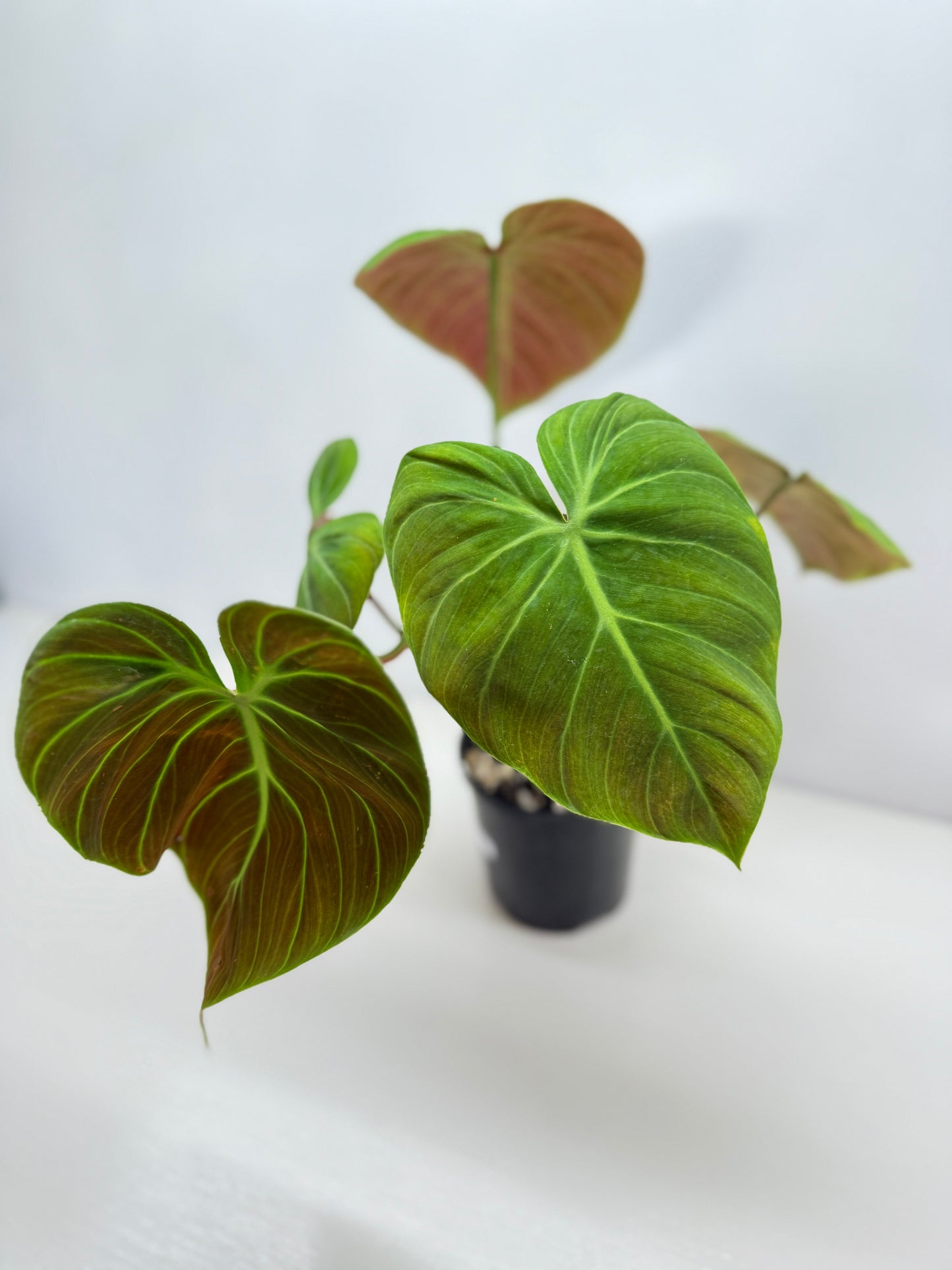 Philodendron 'El Choco Red' - Large B38
