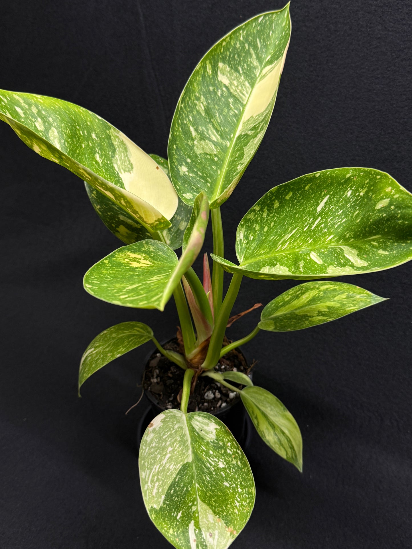 Philodendron Green Congo Nuclear (Large) D65
