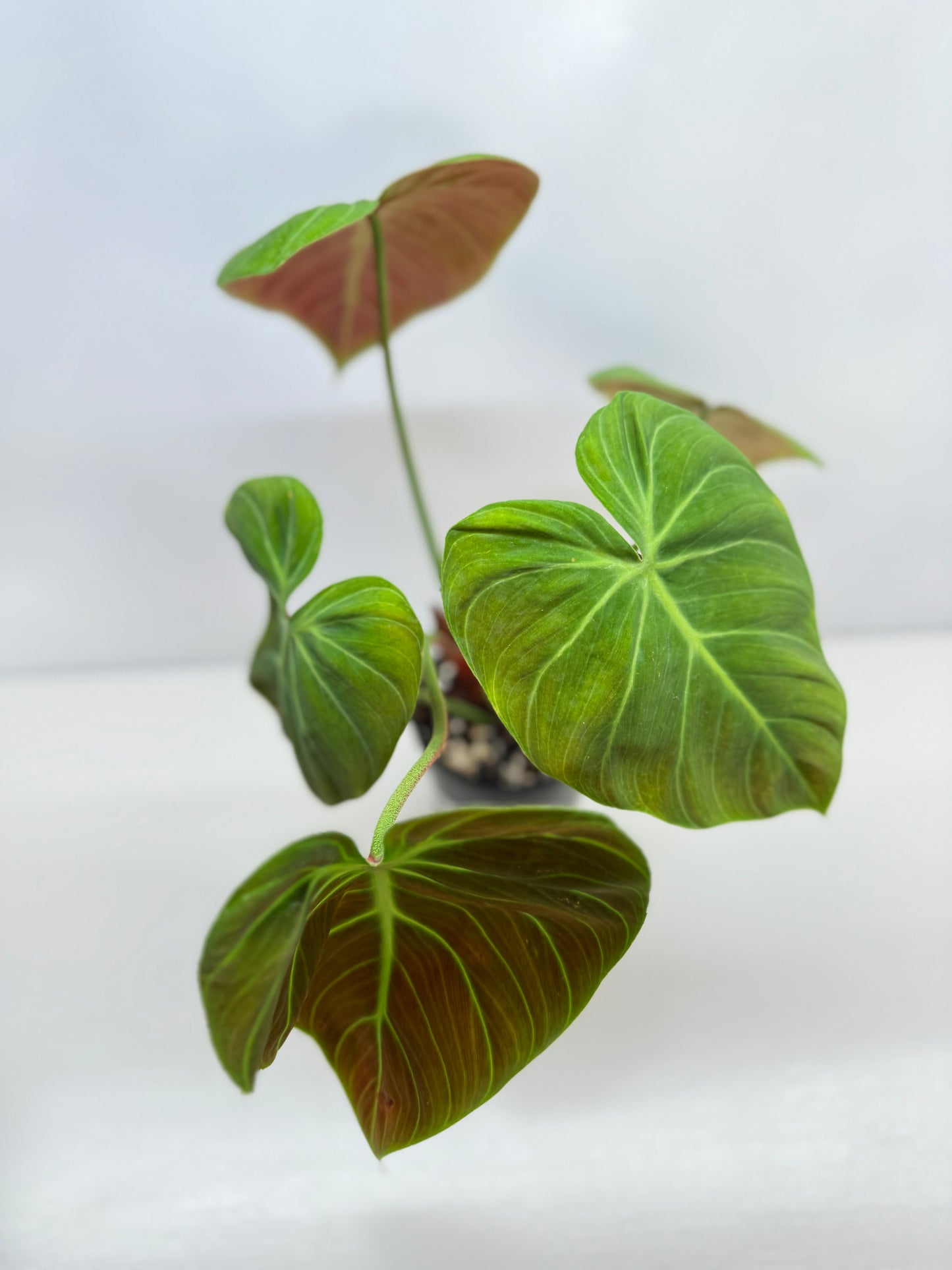 Philodendron 'El Choco Red' - Large B38