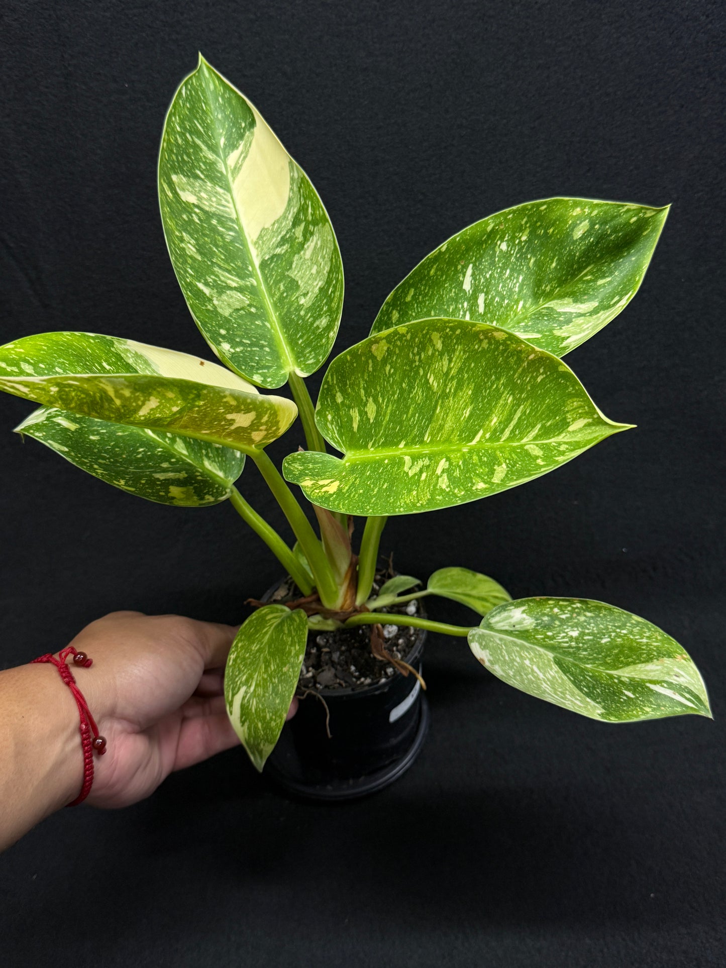 Philodendron Green Congo Nuclear (Large) D65