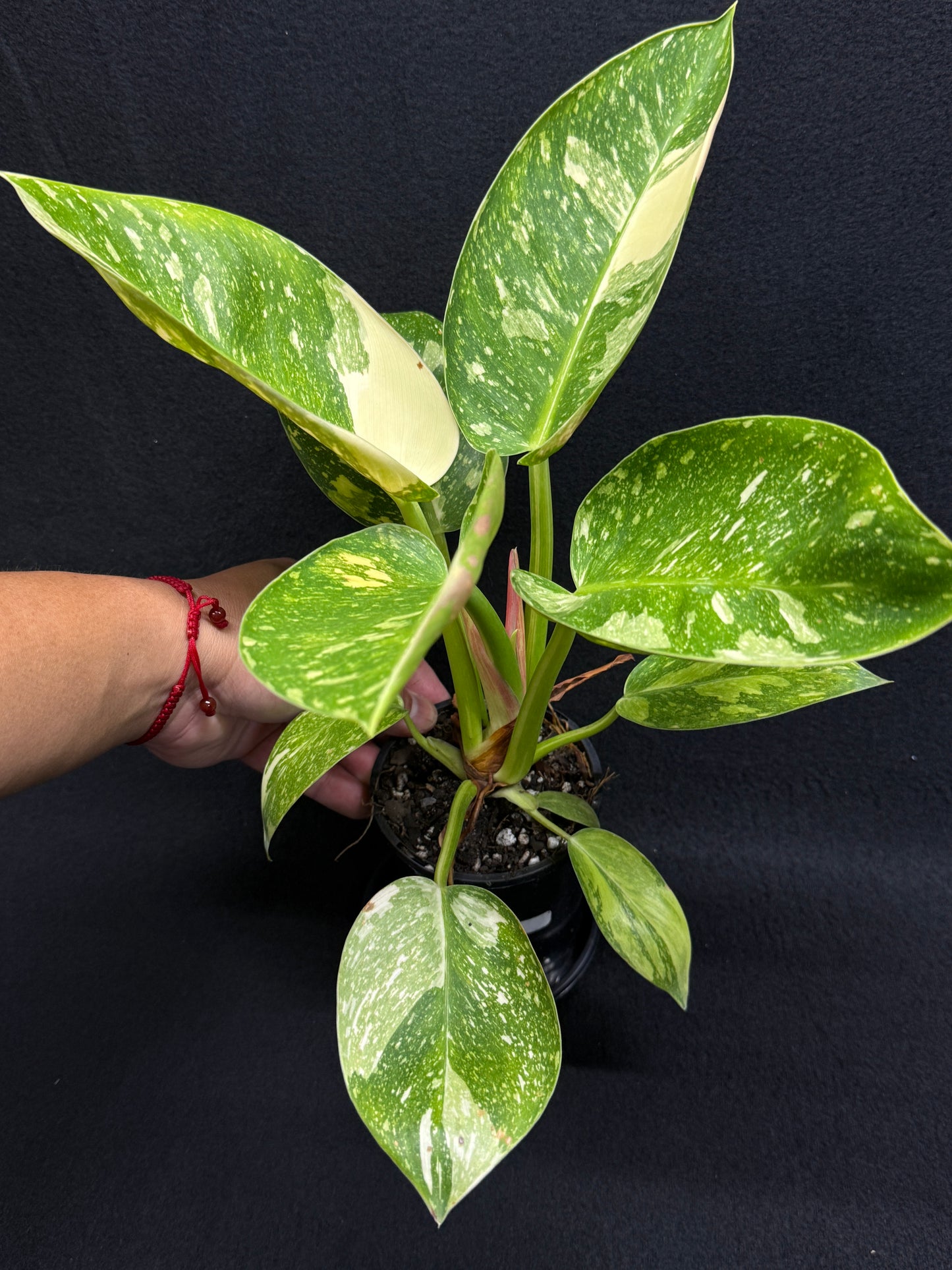 Philodendron Green Congo Nuclear (Large) D65