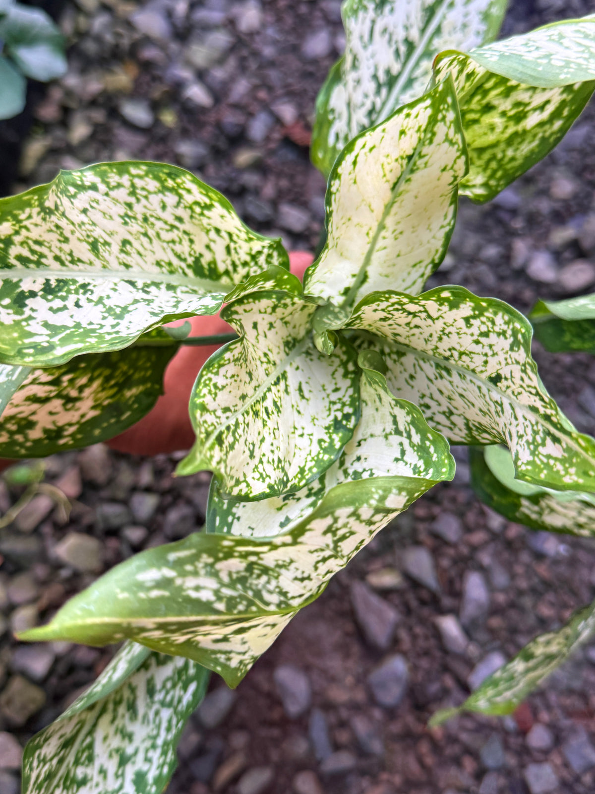 Aglaonema 'Snow Flake' I22