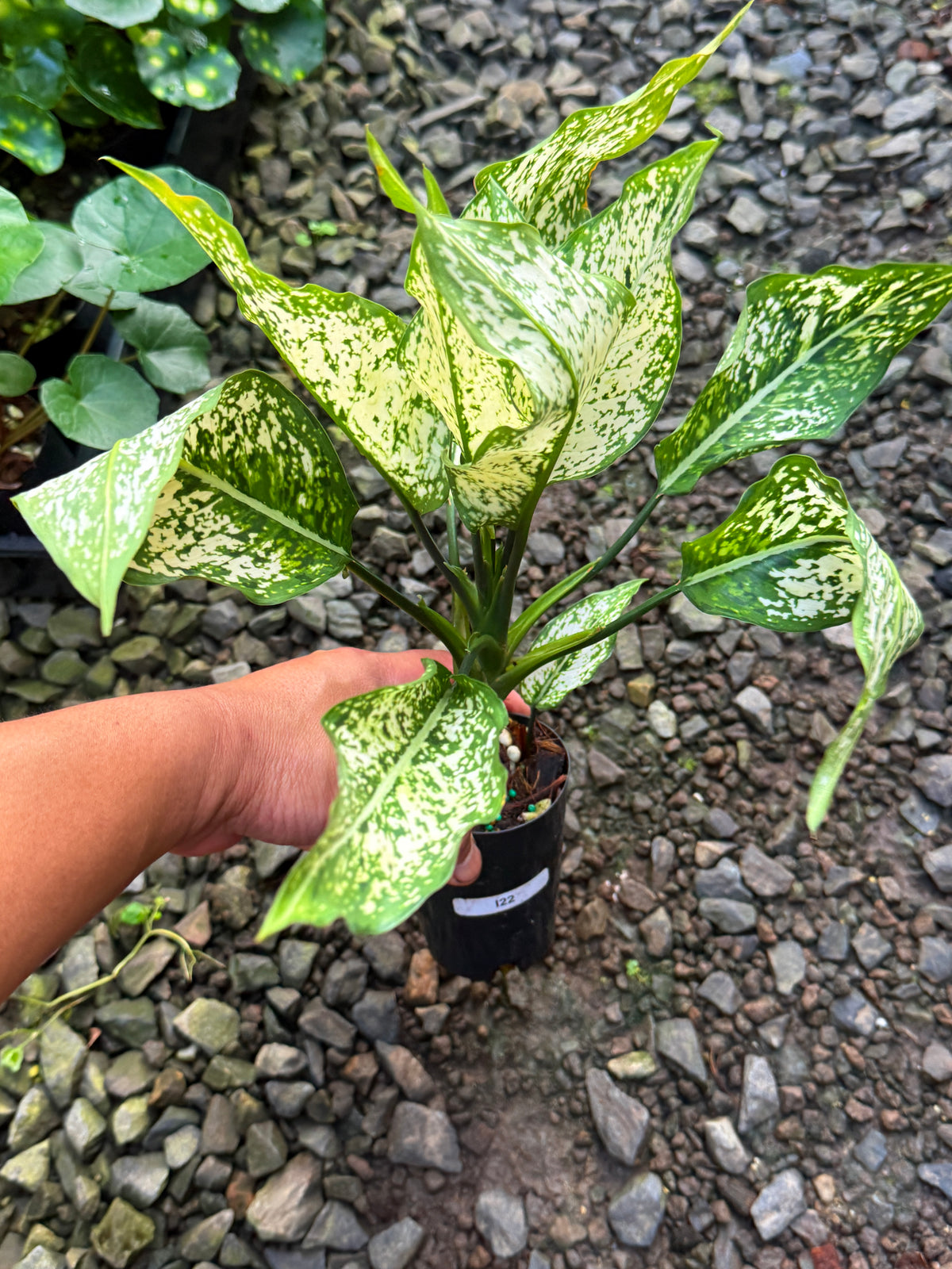 Aglaonema 'Snow Flake' I22