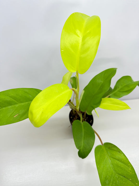 Philodendron 'Lemon Lime' B37