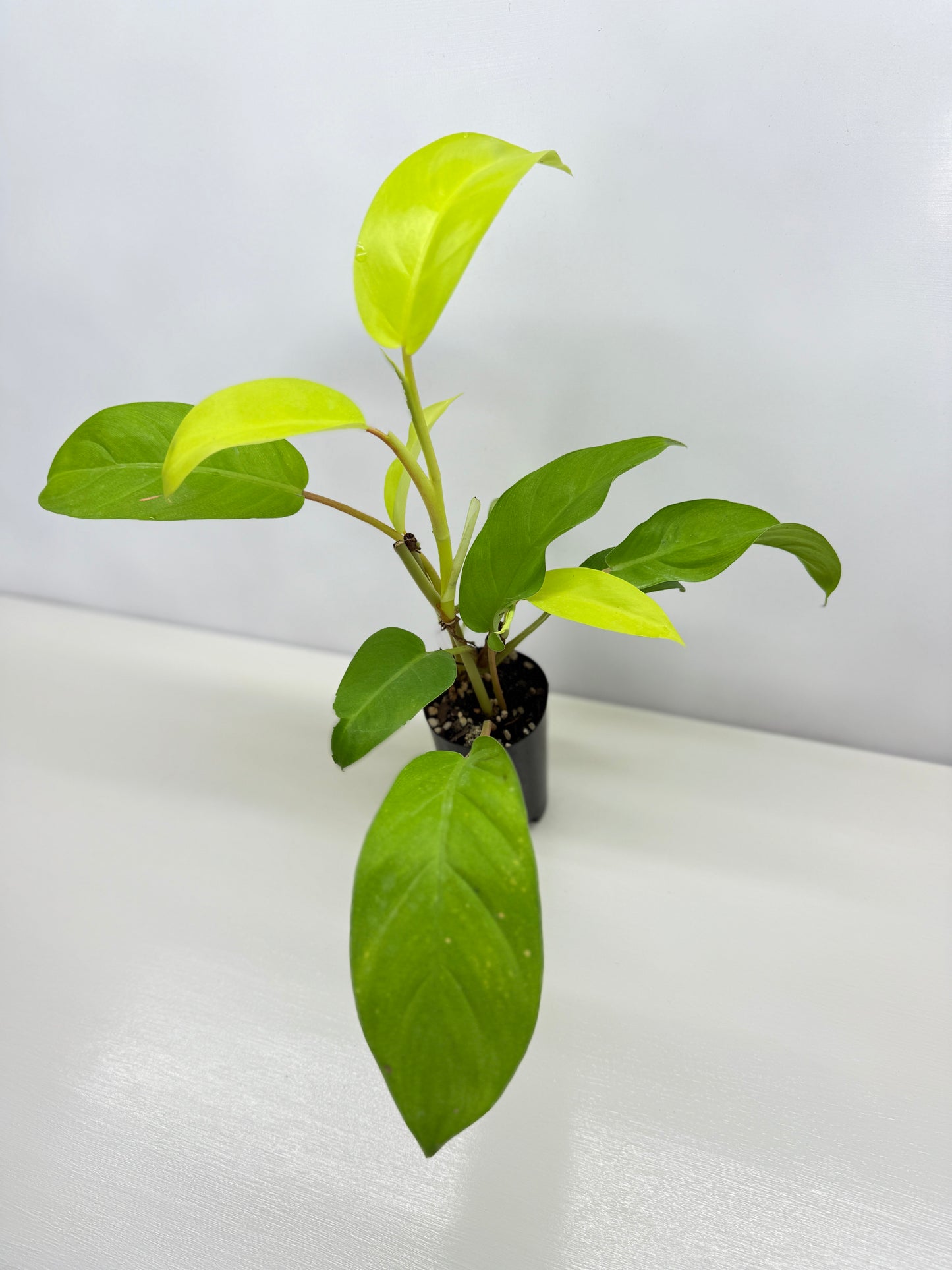 Philodendron 'Lemon Lime' B37