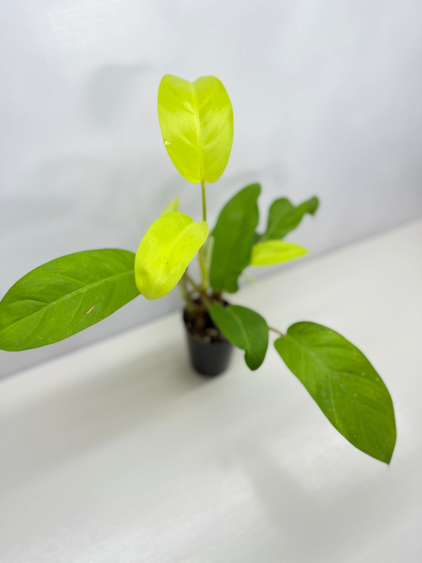 Philodendron 'Lemon Lime' B37