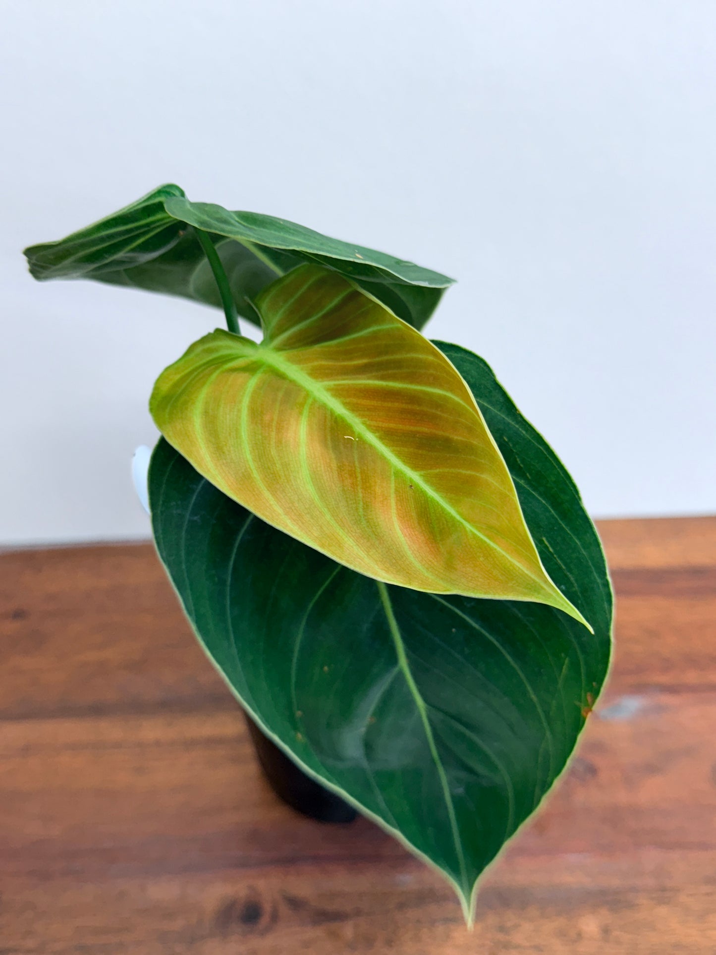 Philodendron melanochrysum M15