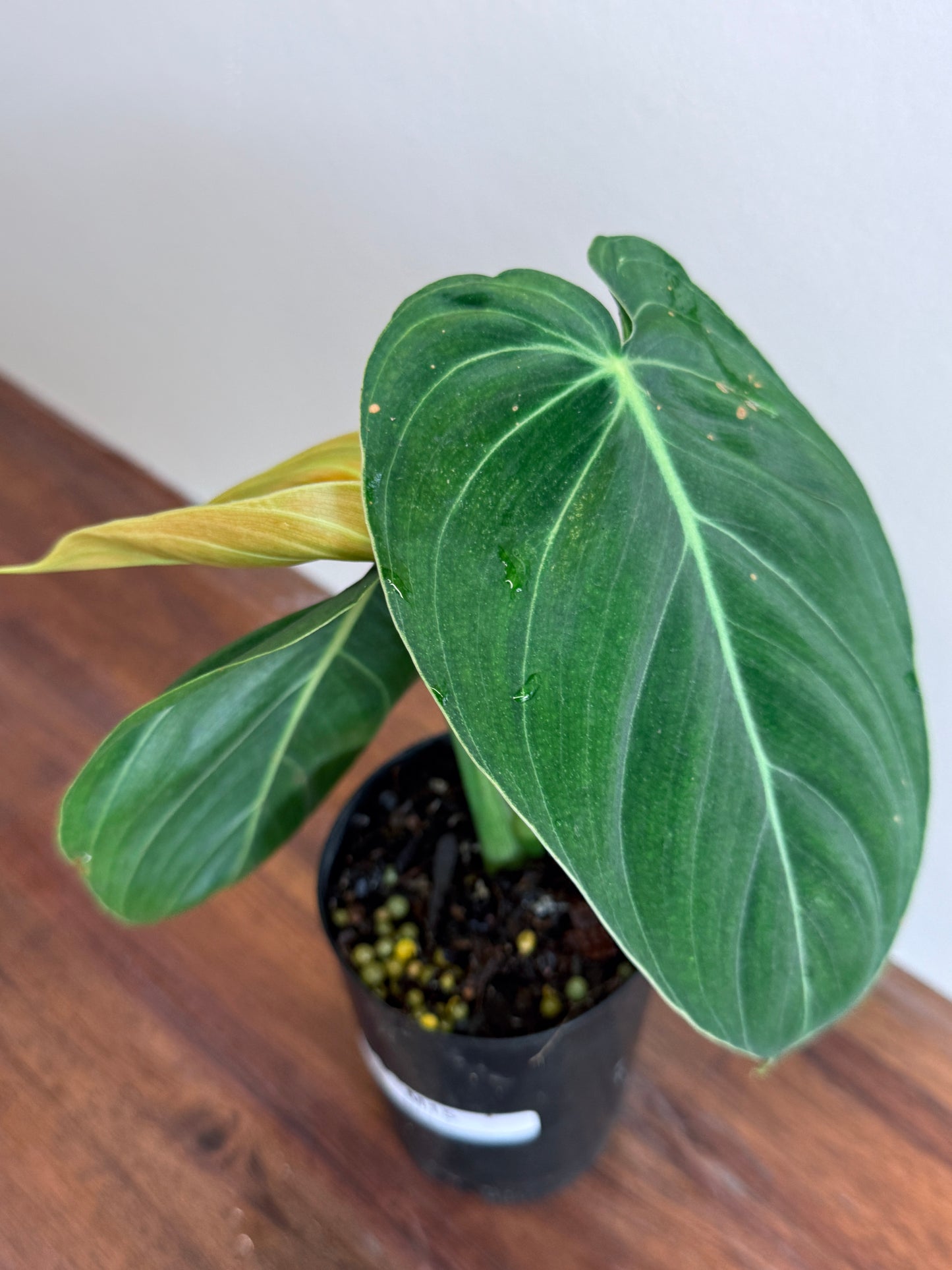 Philodendron melanochrysum M15