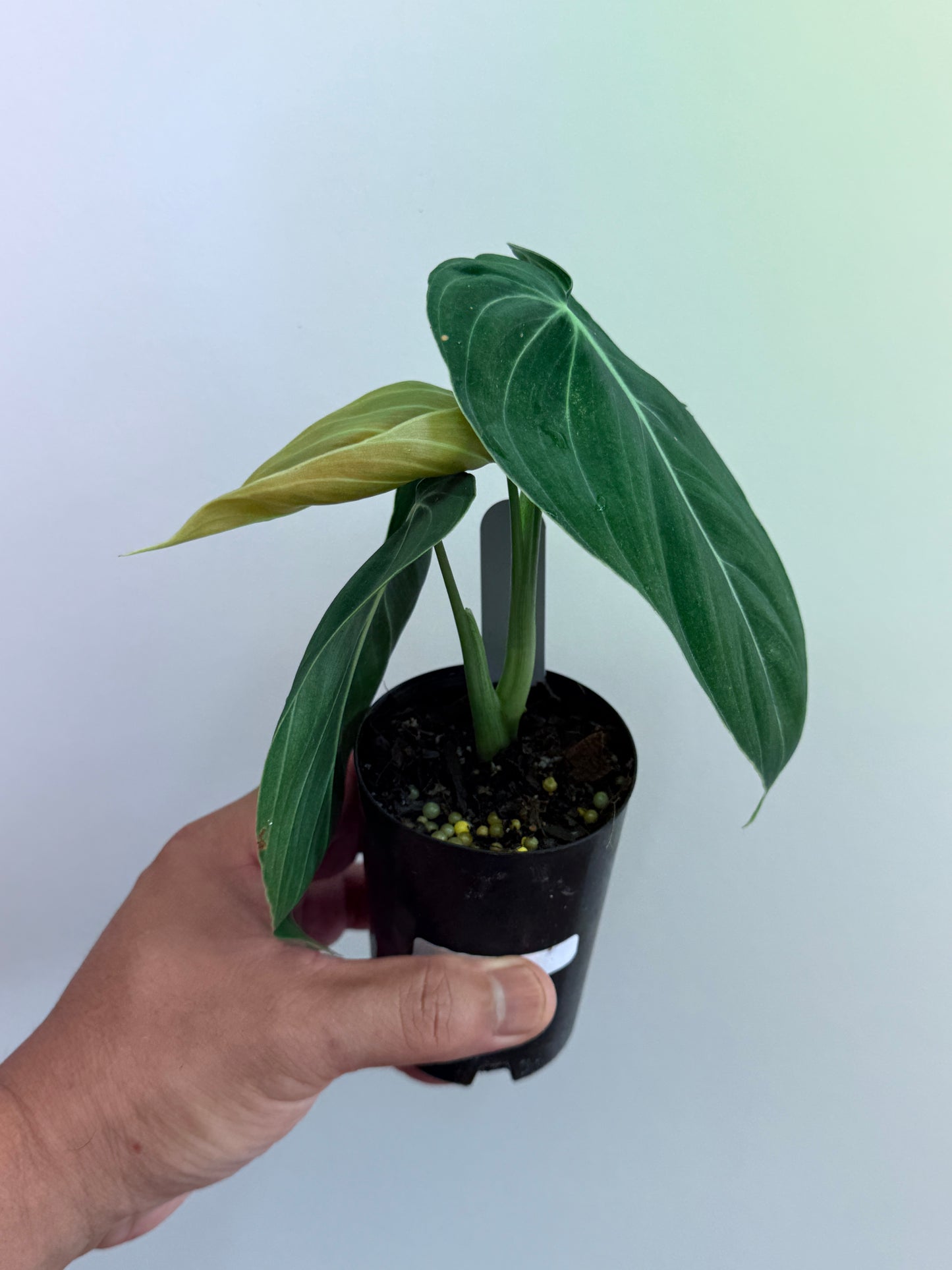 Philodendron melanochrysum M15