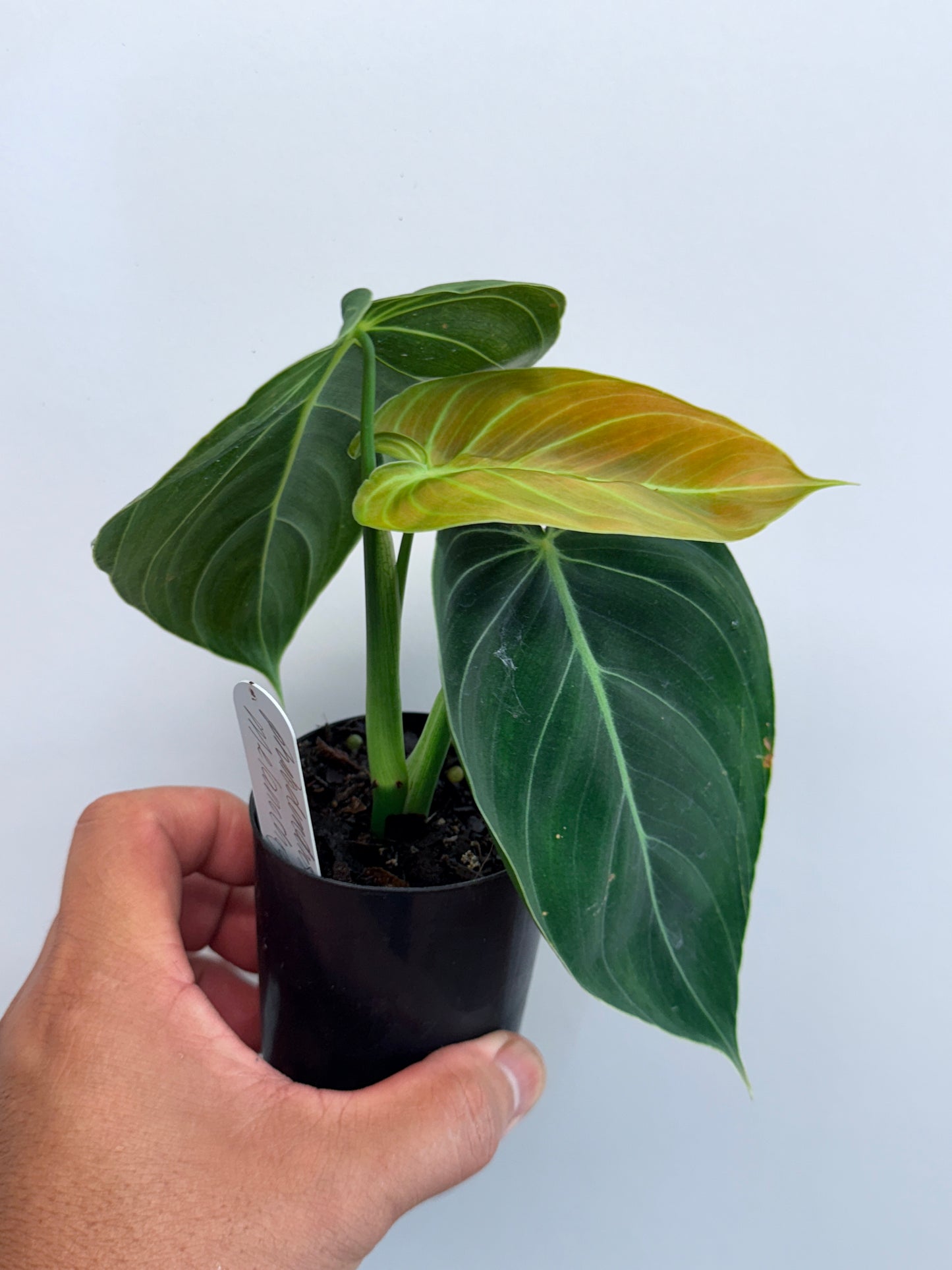 Philodendron melanochrysum M15