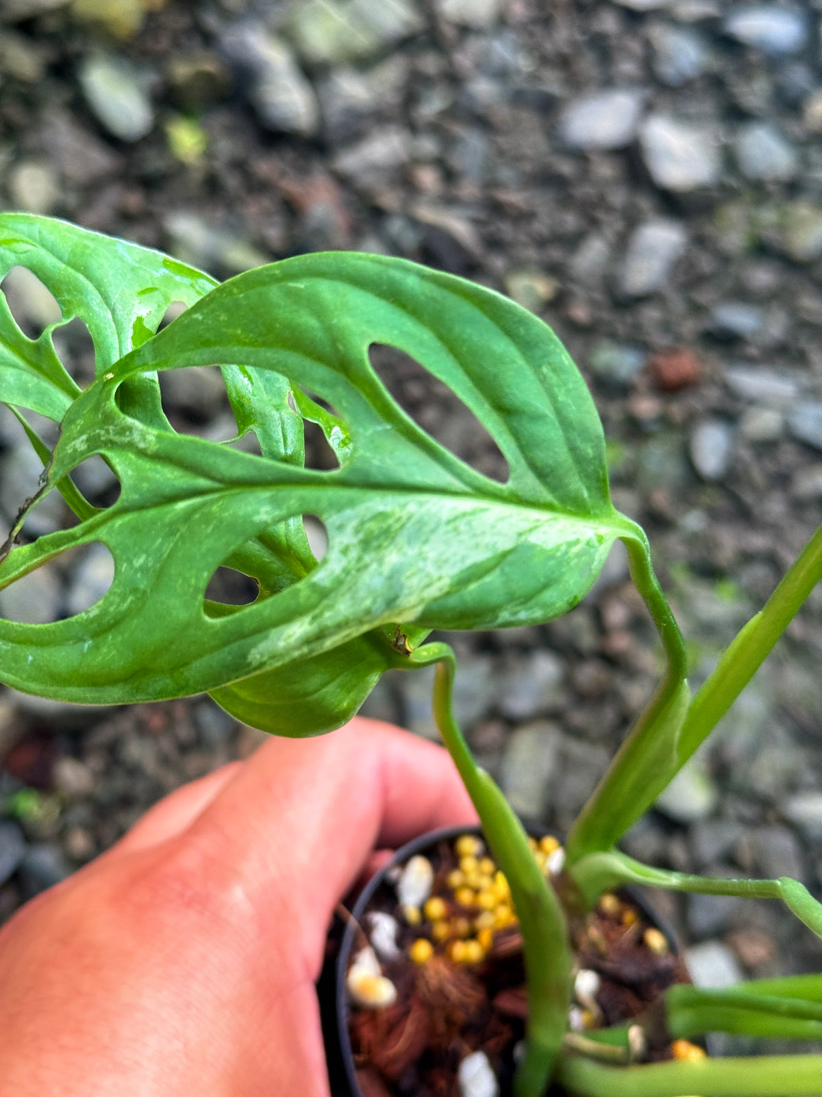 Monstera adansonii 'Variegata' T68