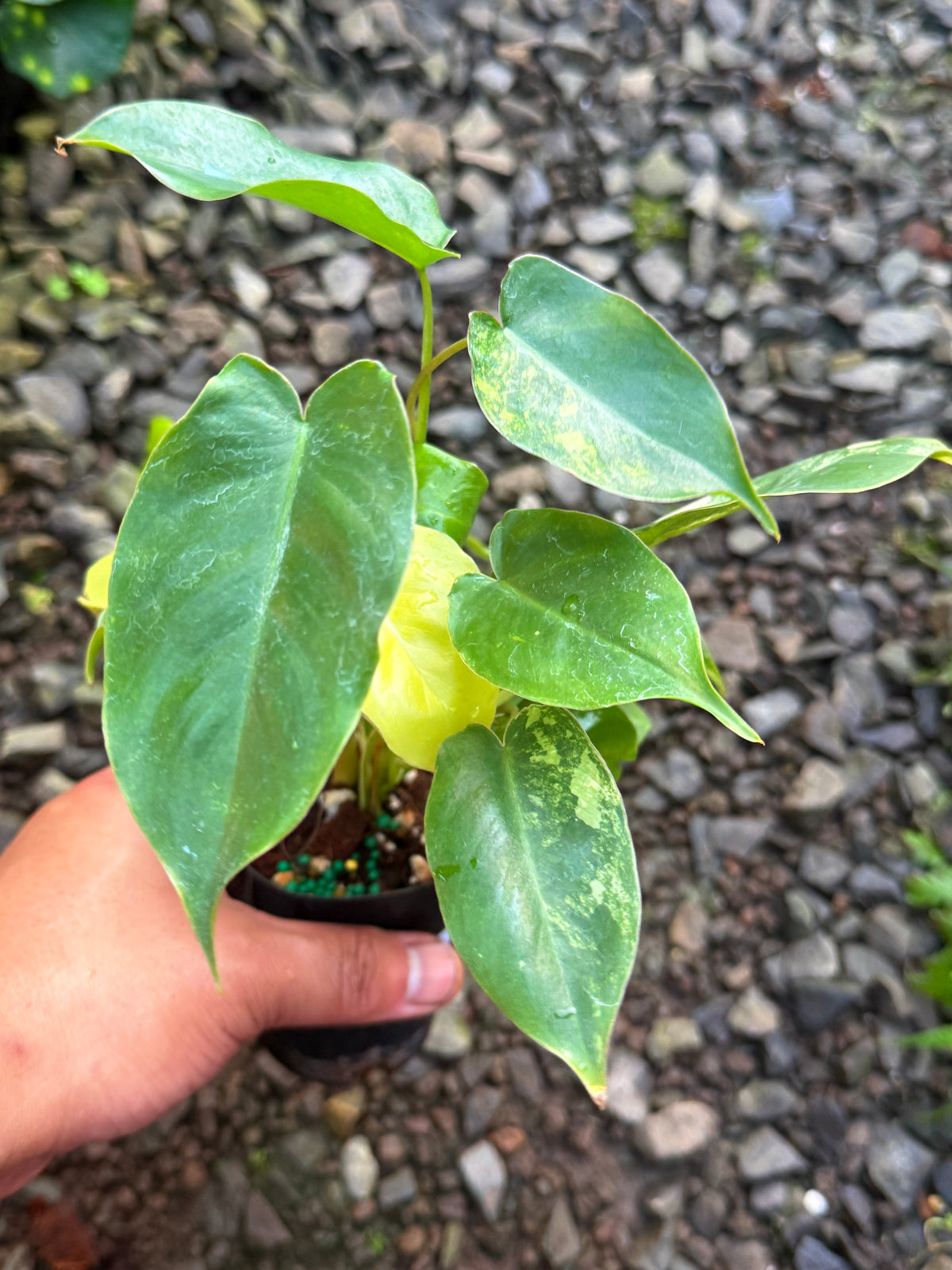 Philodendron 'Burle Marx' Variegata T67