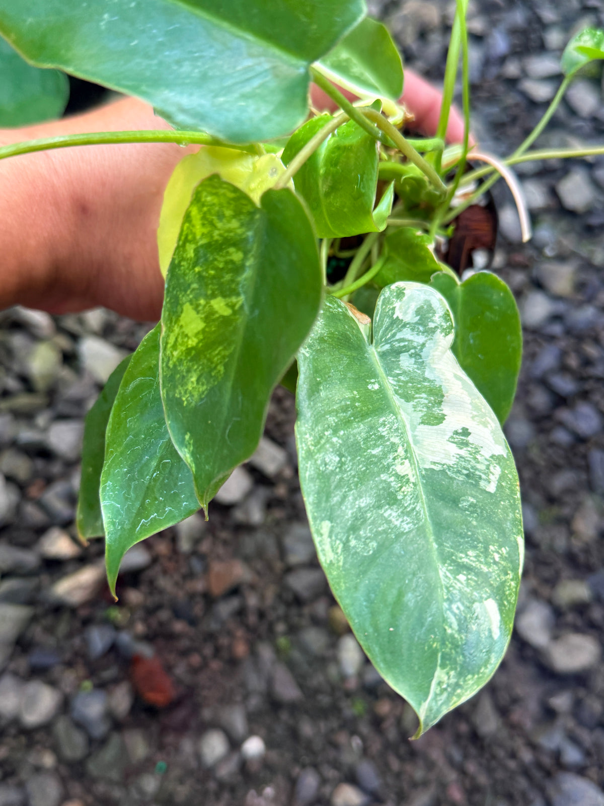 Philodendron 'Burle Marx' Variegata T67