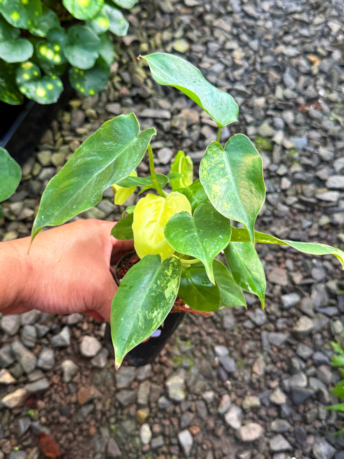 Philodendron 'Burle Marx' Variegata T67