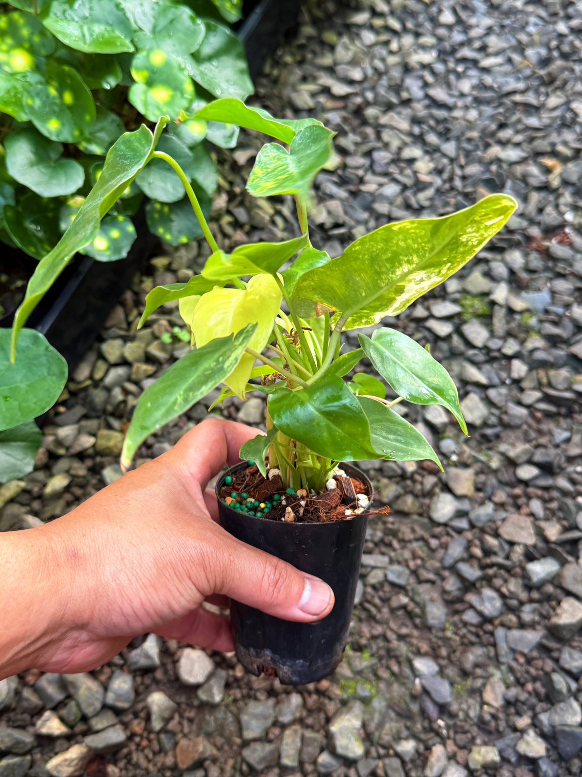 Philodendron 'Burle Marx' Variegata T67