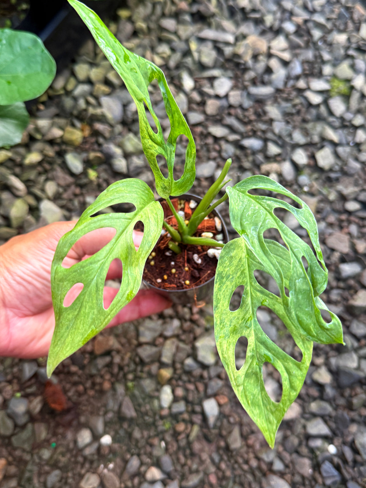 Monstera adansonii 'Indo Form' Variegata I8